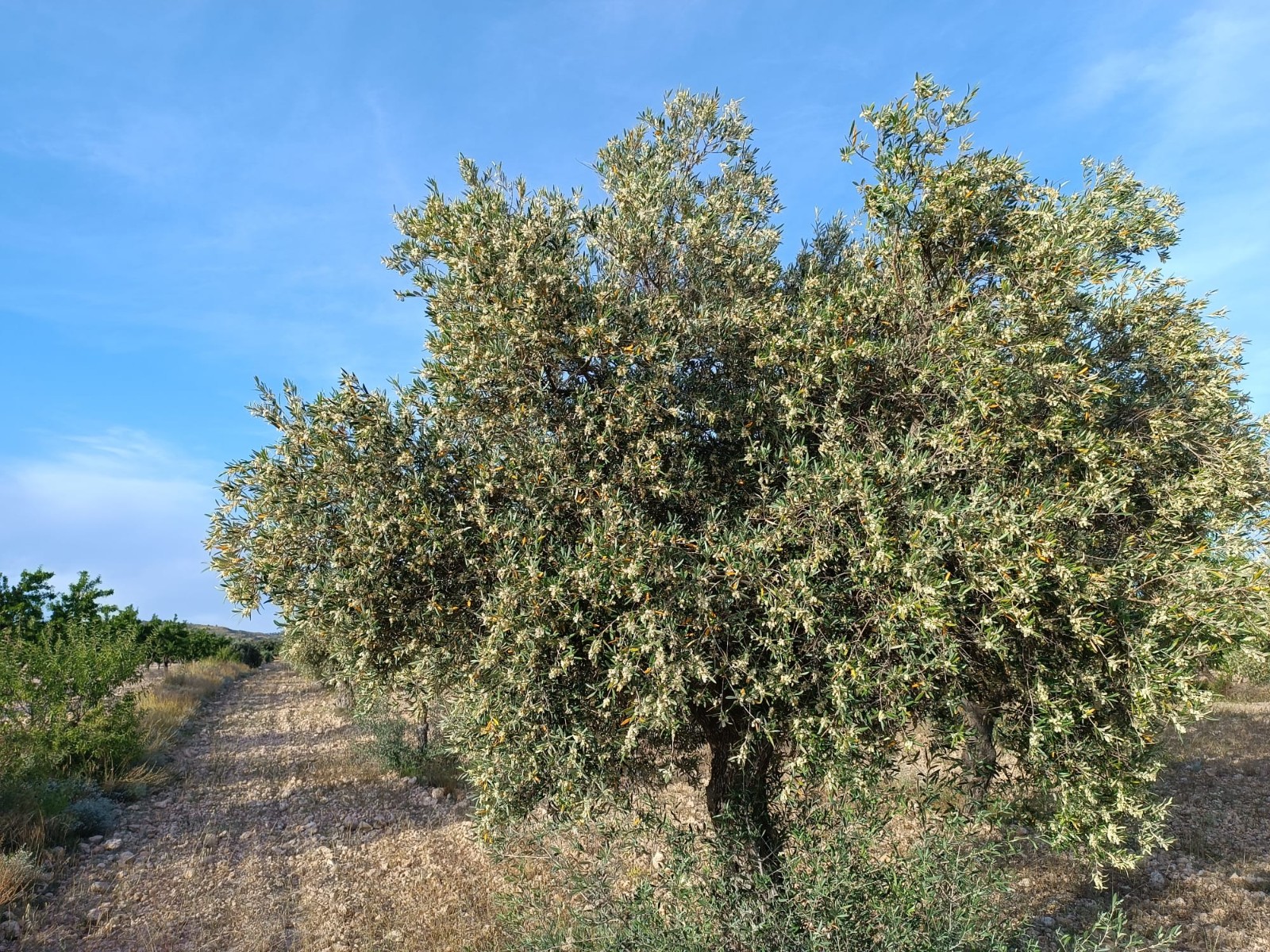 1 Bed, 1 Bath, HouseFor Sale, Yecla, Murcia 1 Bed, 1 Bath, HouseFor Sale, Yecla, Murcia