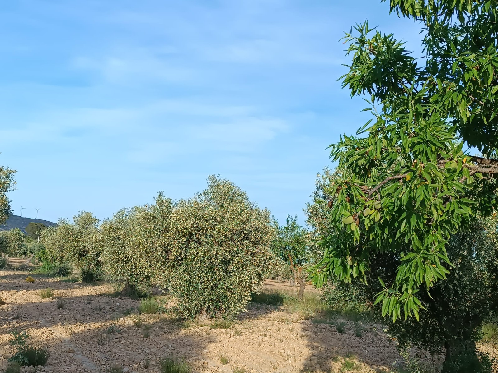 1 Bed, 1 Bath, HouseFor Sale, Yecla, Murcia 1 Bed, 1 Bath, HouseFor Sale, Yecla, Murcia