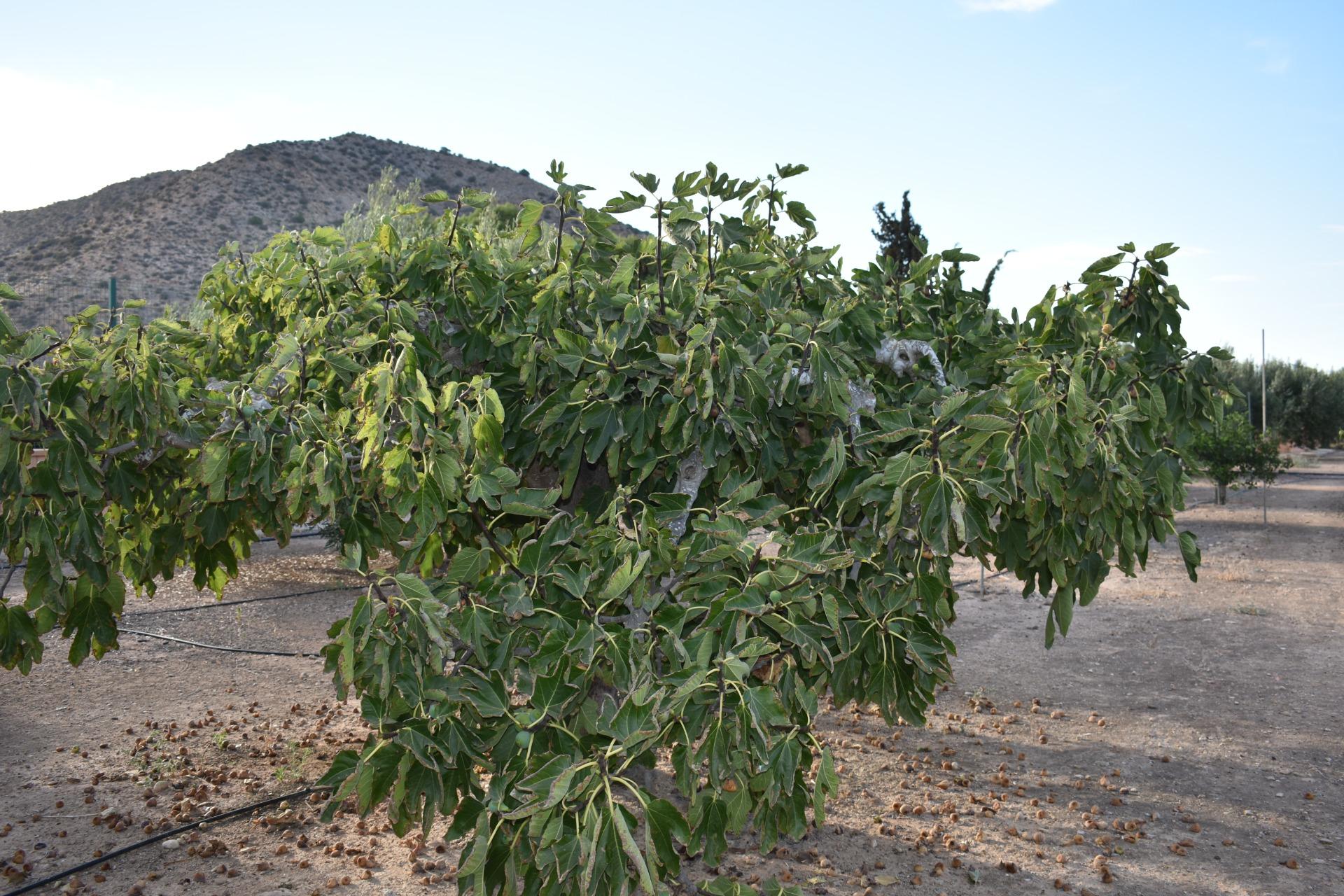 2 Bed, 1 Bath, HouseFor Sale, Torre Pacheco, Murcia