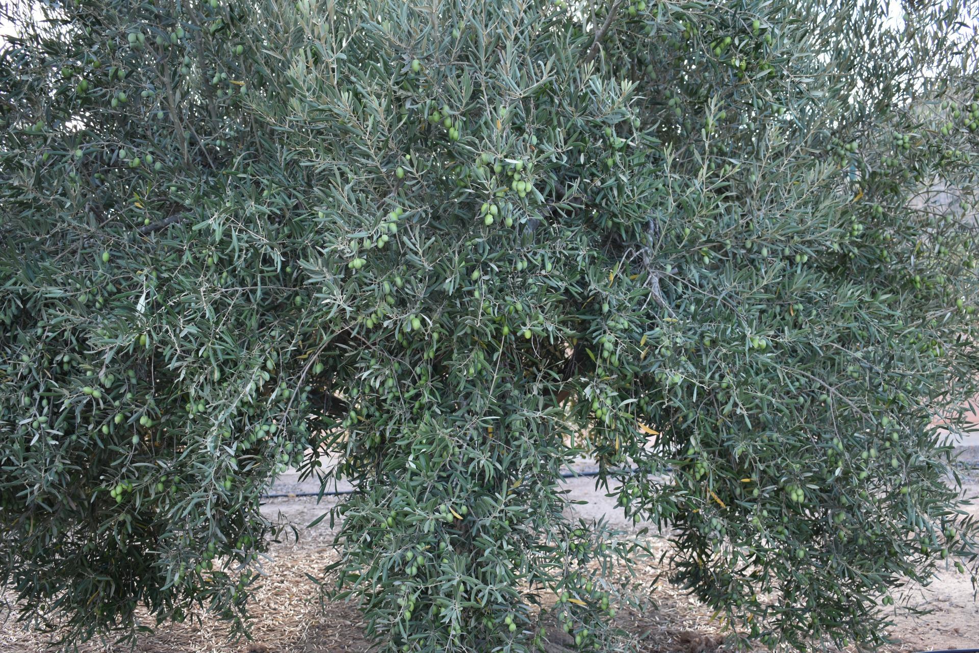 2 Bed, 1 Bath, HouseFor Sale, Torre Pacheco, Murcia