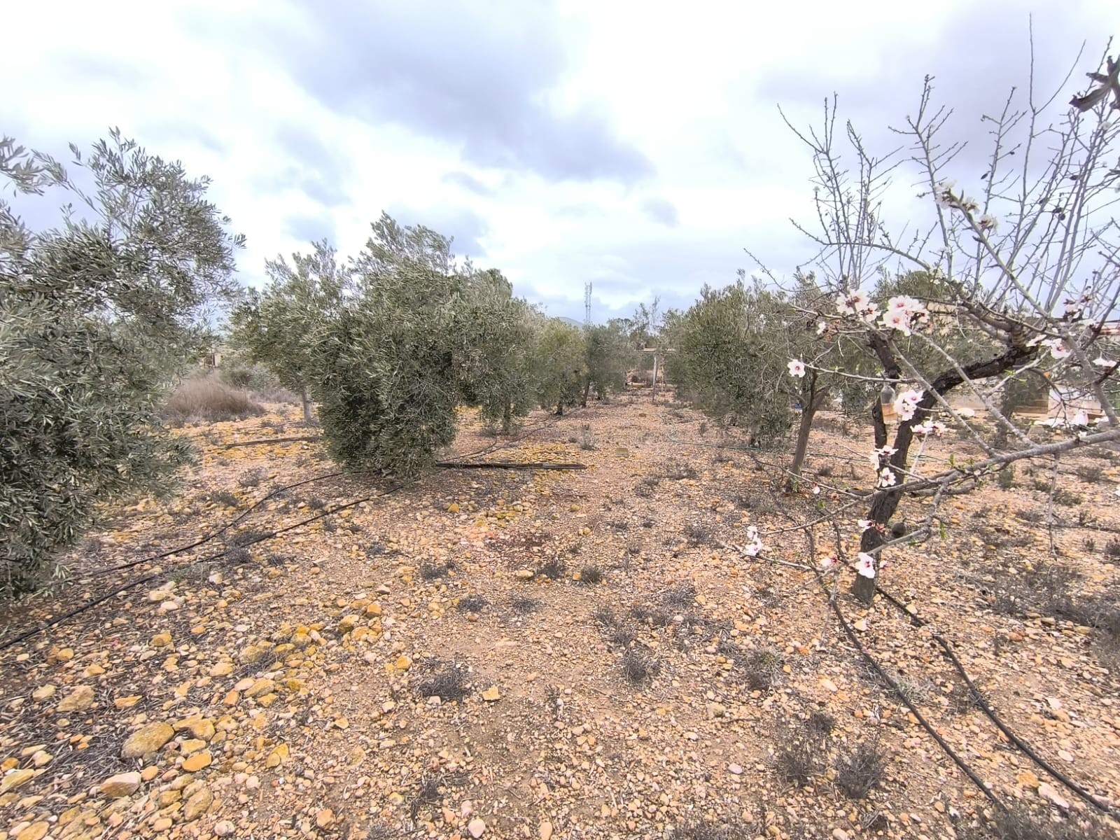 2 Bed, 1 Bath, HouseFor Sale, La Romana, Alicante