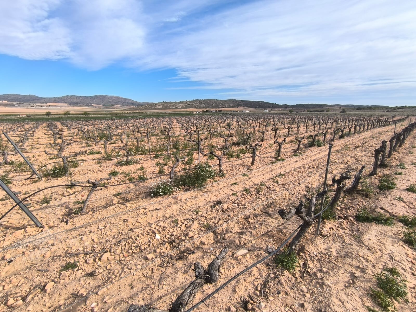 7 Bed, 1 Bath, HouseFor Sale, Yecla, Murcia