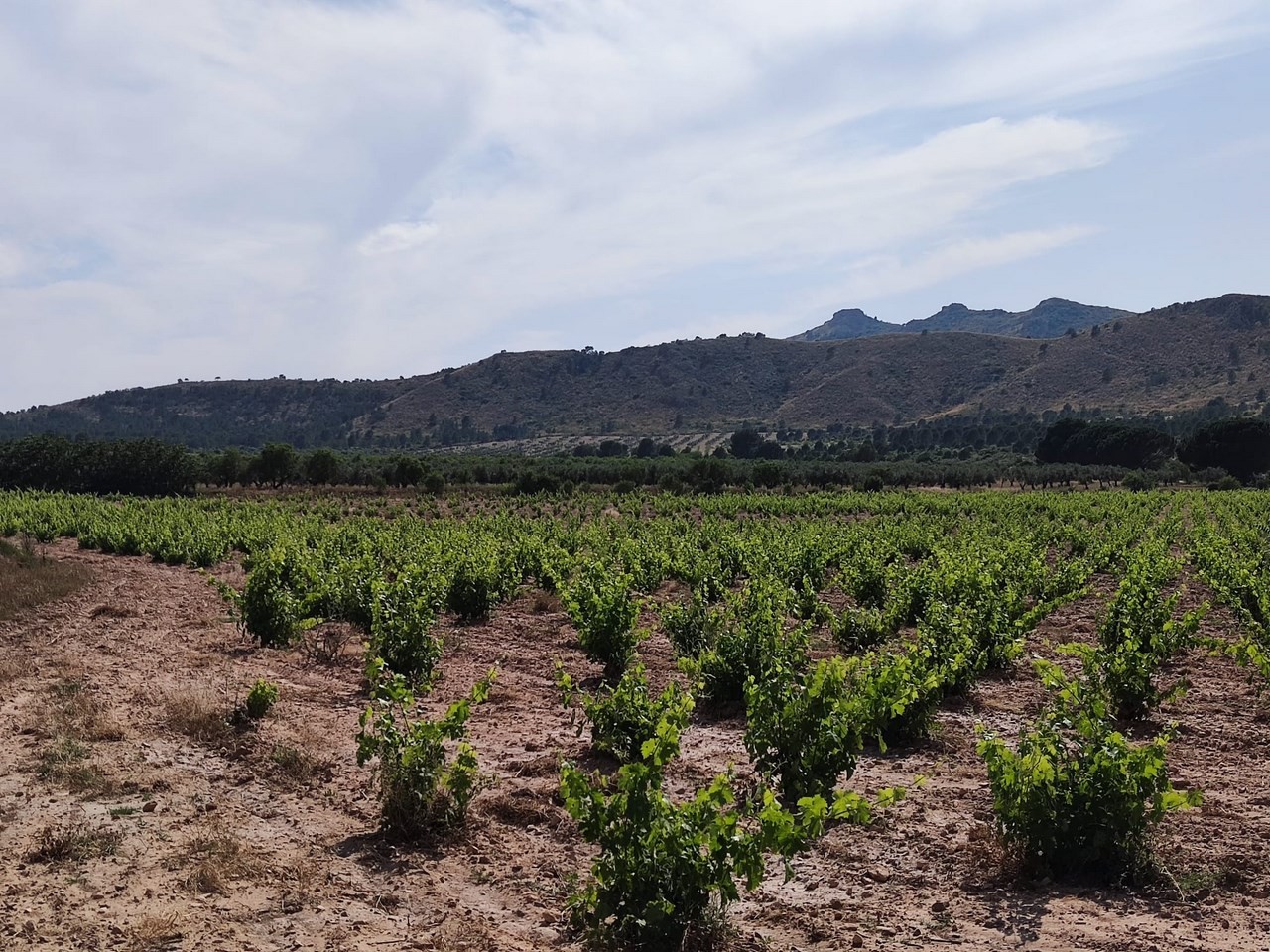 10 Bed, 1 Bath, HouseFor Sale, Yecla, Murcia 10 Bed, 1 Bath, HouseFor Sale, Yecla, Murcia