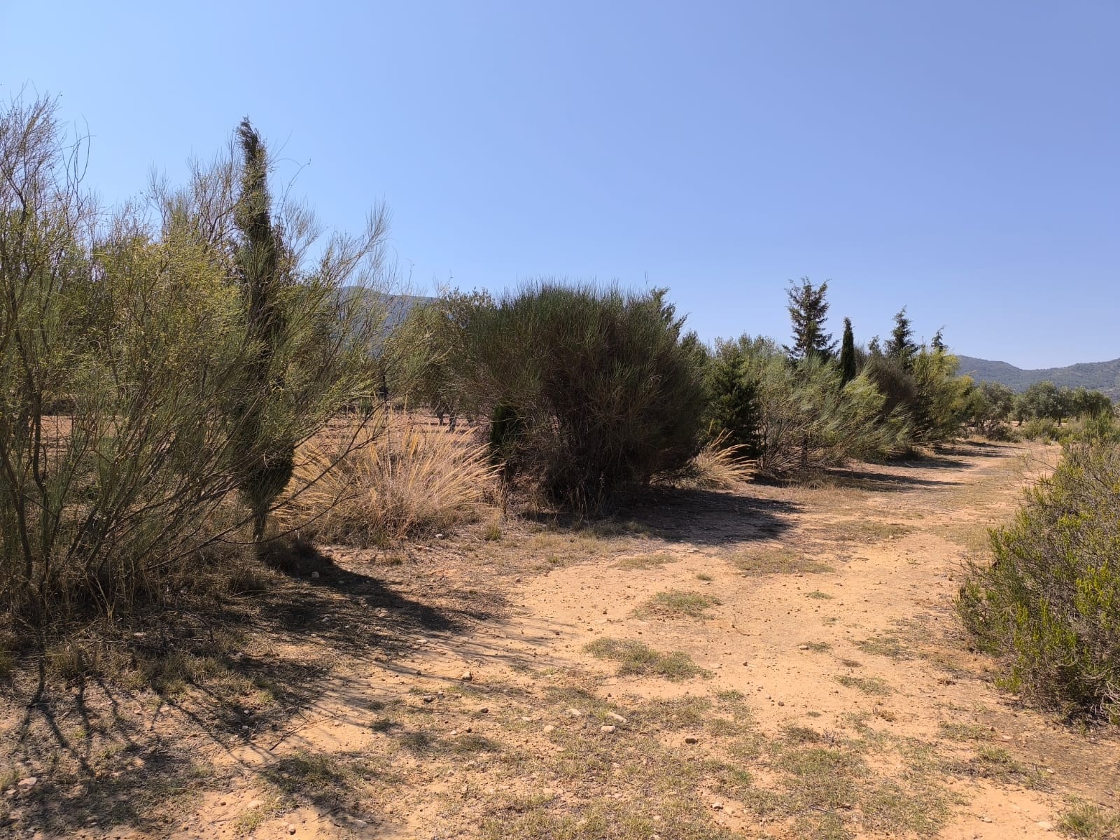 6 Bed, 2 Bath, HouseFor Sale, Villena, Alicante 6 Bed, 2 Bath, HouseFor Sale, Villena, Alicante