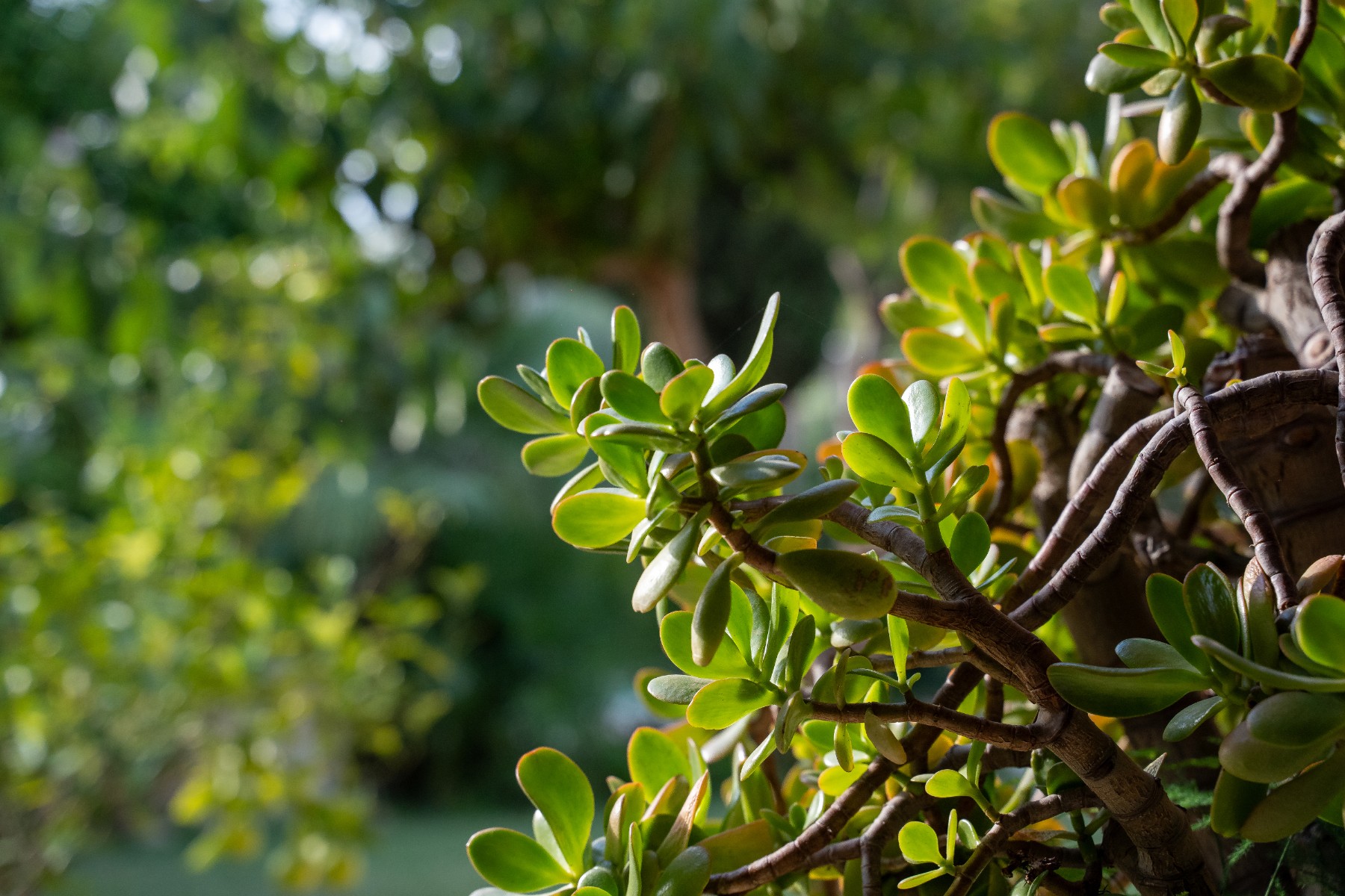 8 Bed, 4 Bath, HouseFor Sale, Alicante, Alicante