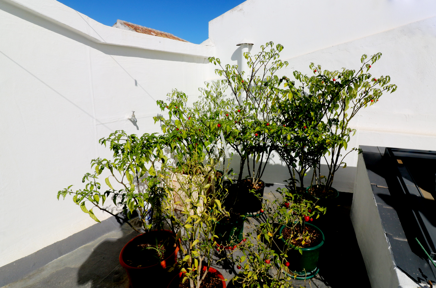 1 Bed, 2 Bath, ApartmentFor Sale, Sao Bras De Alportel, Faro, 1851-141