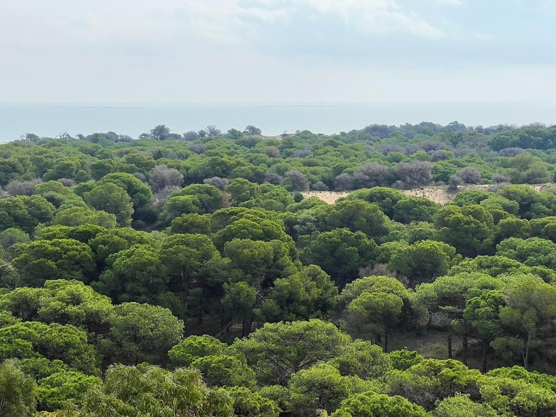 2 Bed, 1 Bath, ApartmentFor Sale, Guardamar Del Segura, Alicante