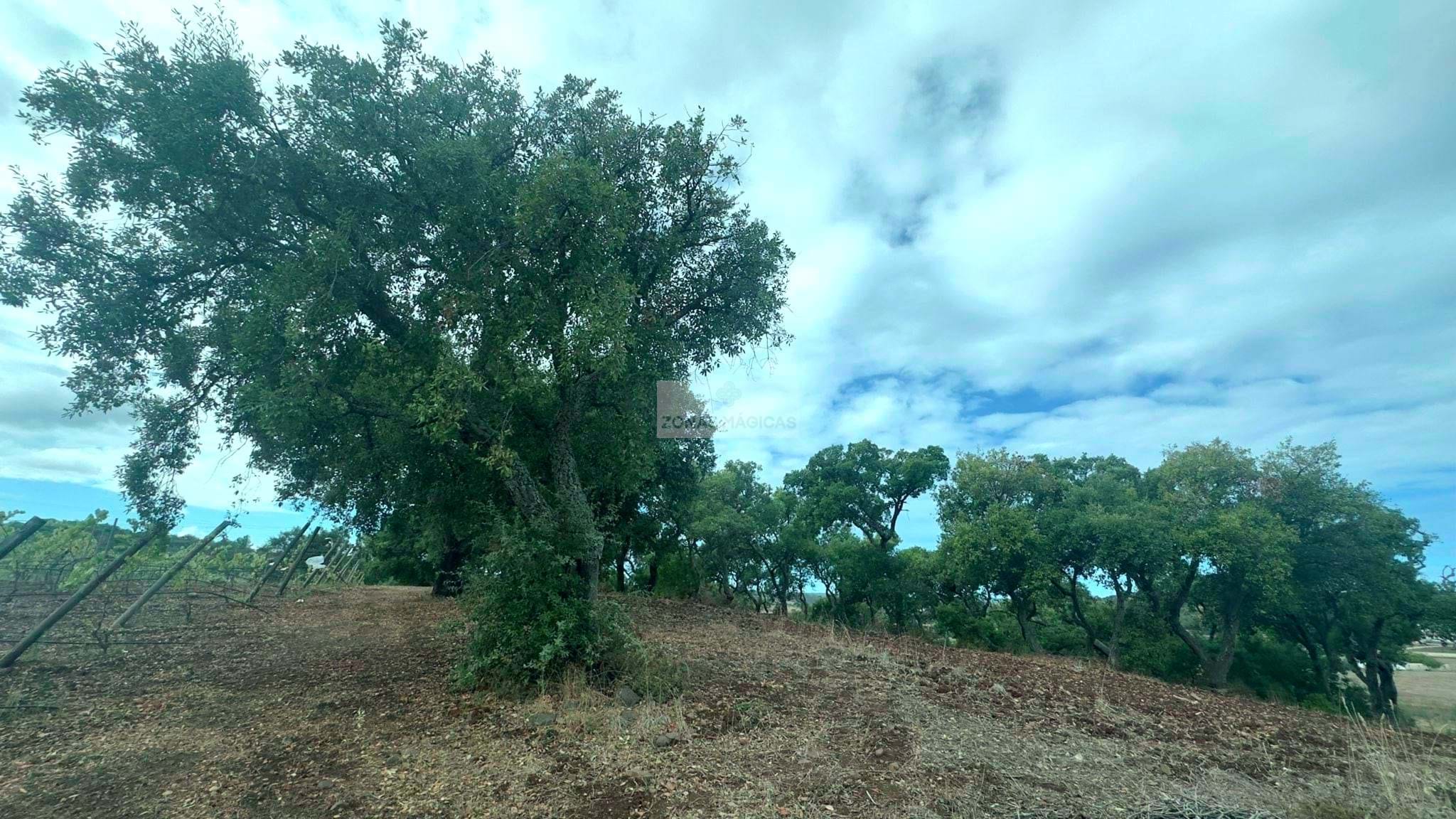 Land, For Sale Land, For Sale