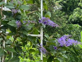 6 Bed, 7 Bath, HouseFor Sale, Phuket, Kamala, West