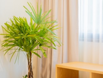 2 Bed, 2 Bath, HouseFor Sale, Phuket, Thalang, North