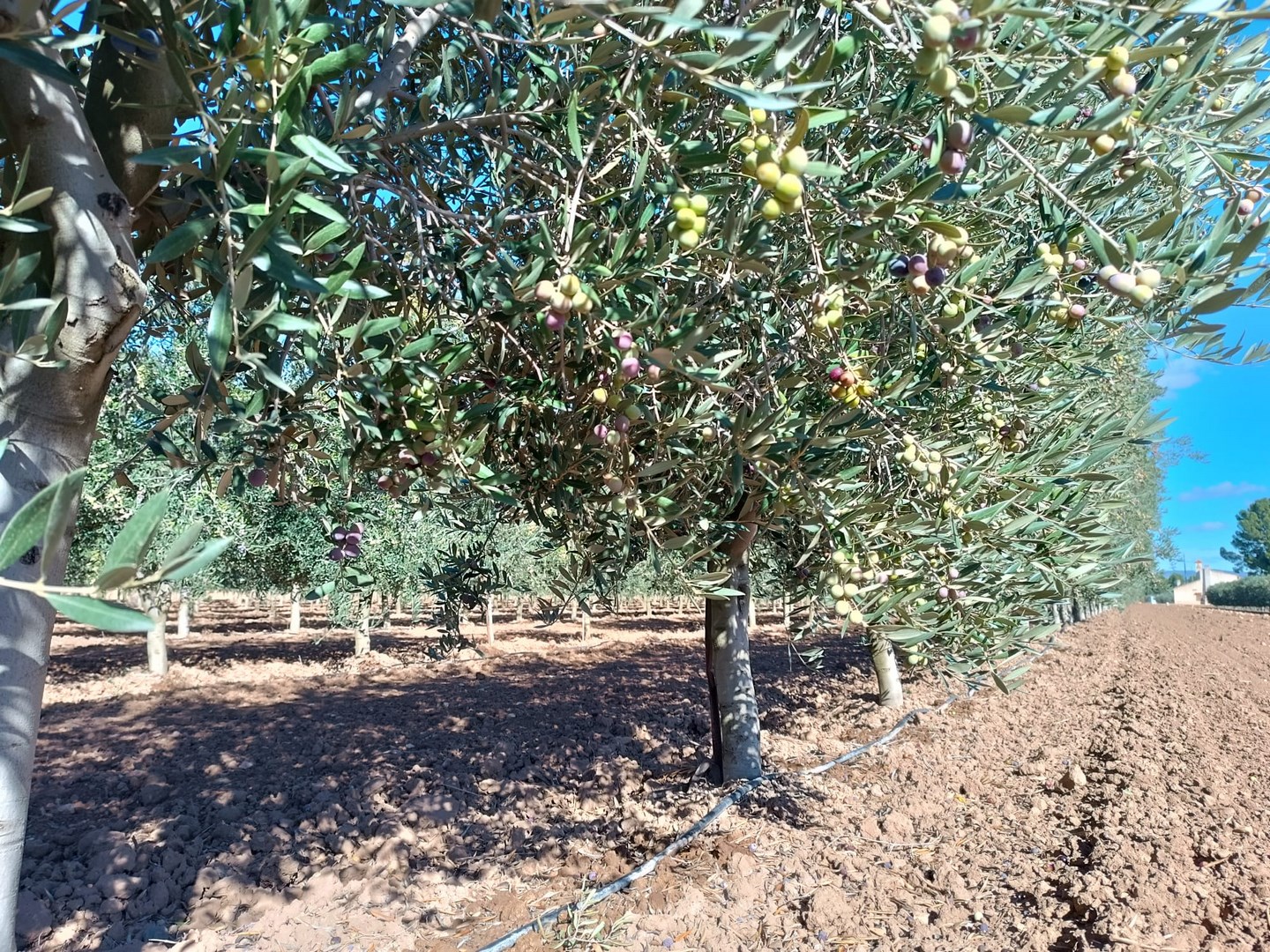 2 Bed, 2 Bath, HouseFor Sale, Yecla, Murcia