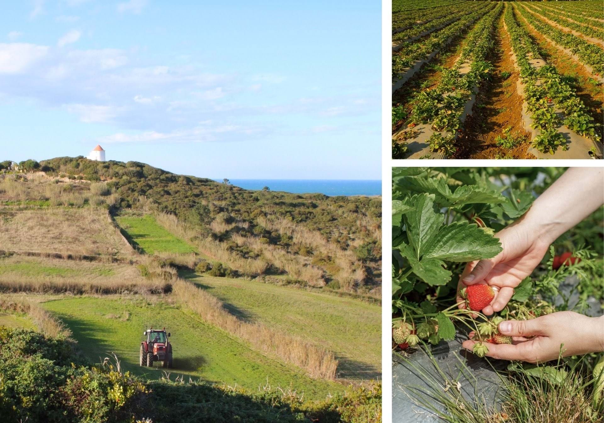 3 Bed, 3 Bath, HouseFor Sale, Alcobaça, Leiria, 2460-682