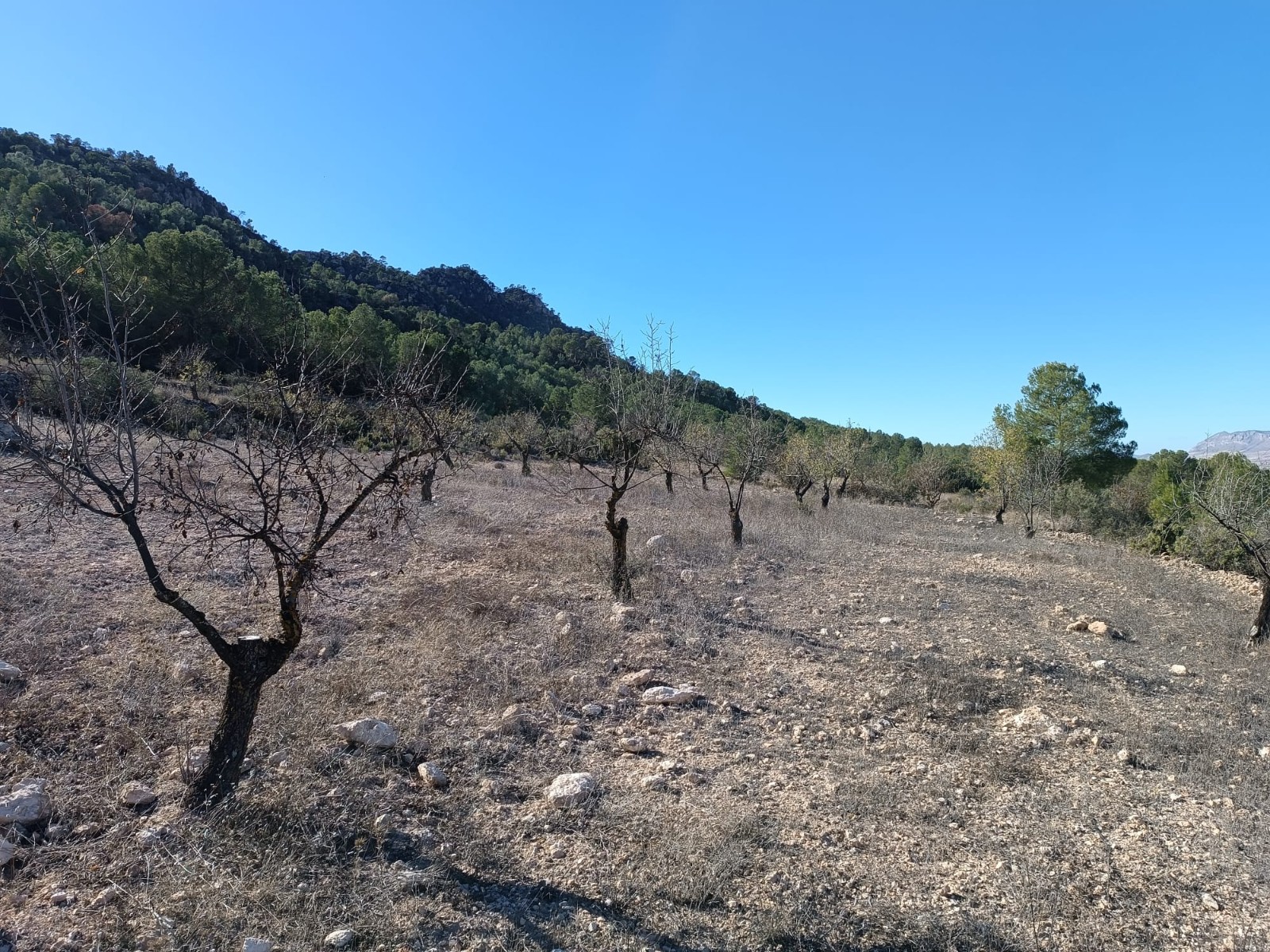 3 Bed, 1 Bath, HouseFor Sale, Yecla, Murcia