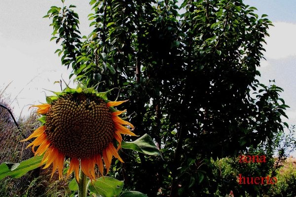 3 Bed, 2 Bath, HouseFor Sale, Murcia, Murcia