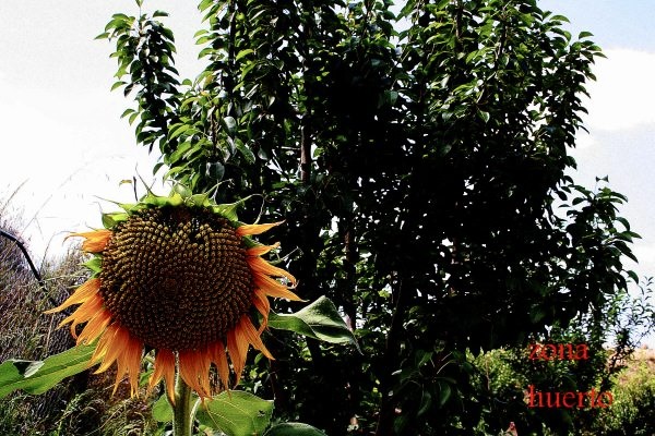 3 Bed, 2 Bath, HouseFor Sale, Murcia, Murcia