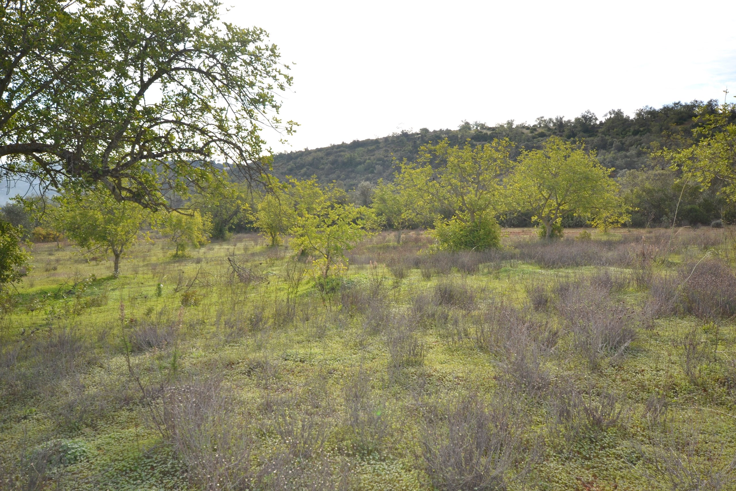 Land, For Sale