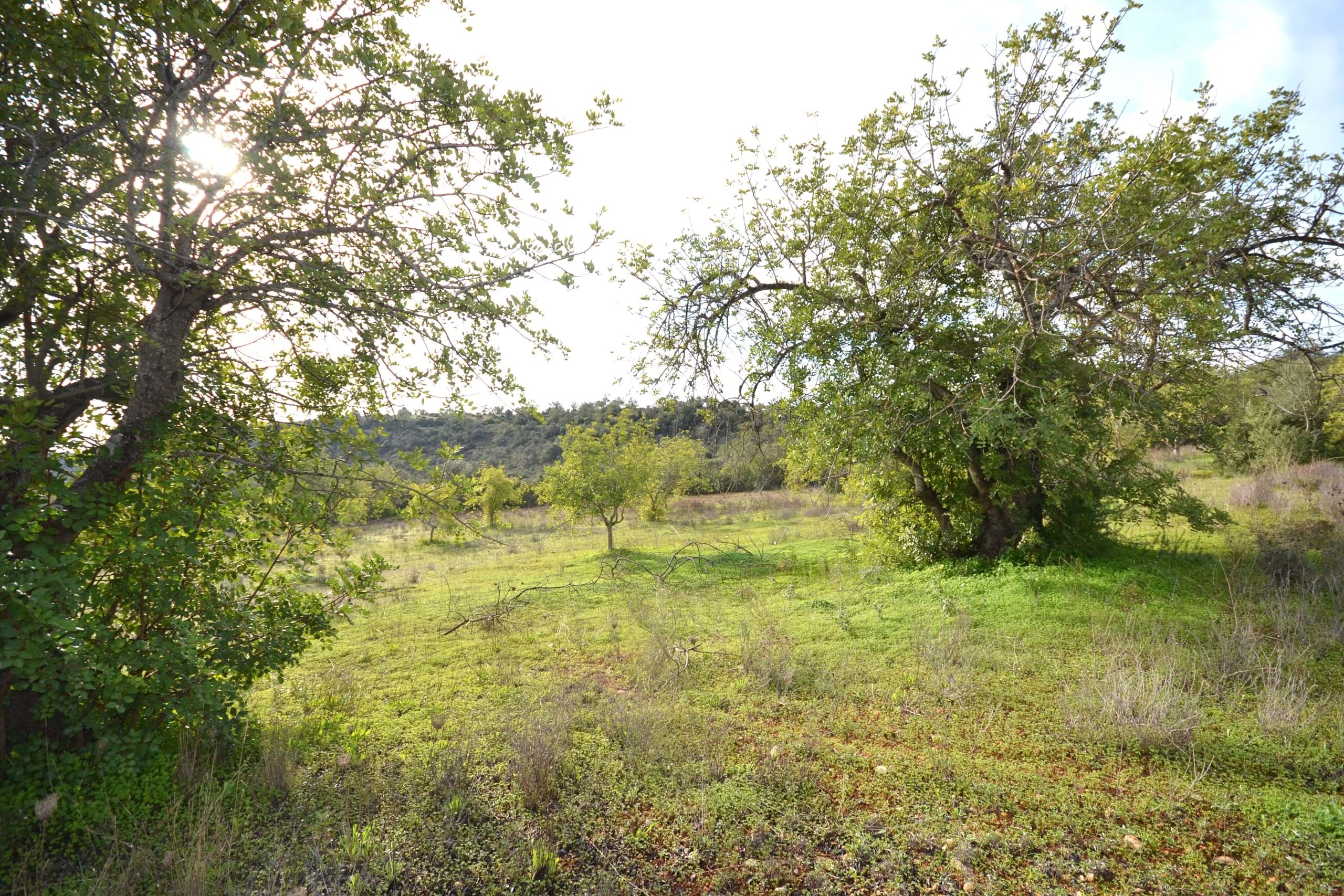 Land, For Sale