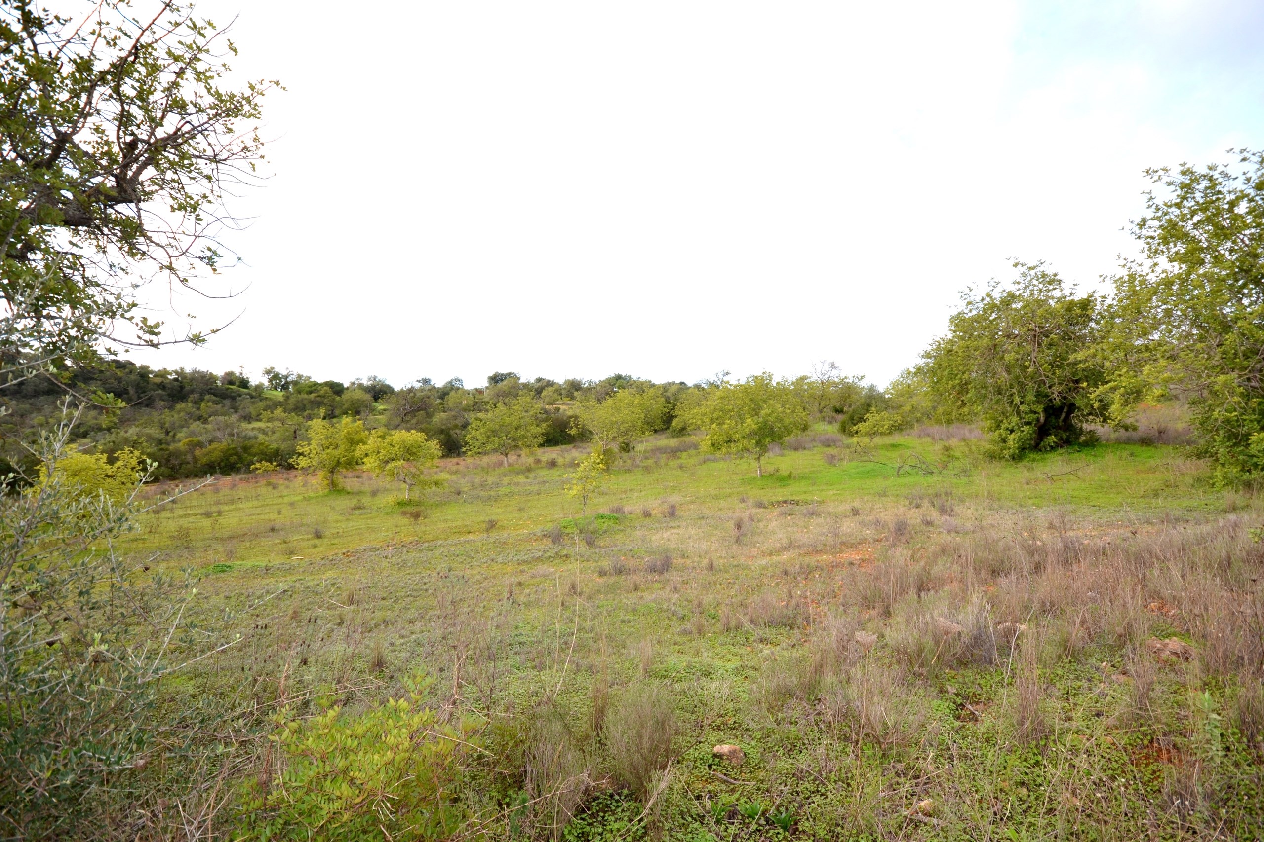 Land, For Sale