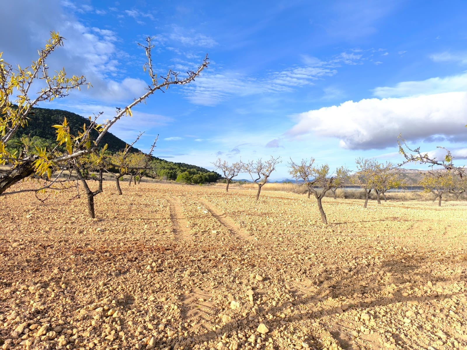 5 Bed, 1 Bath, HouseFor Sale, Yecla, Murcia