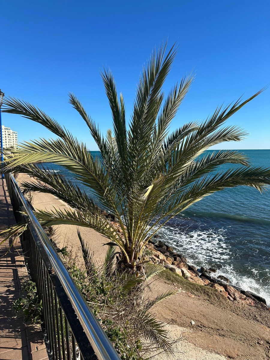 2 Bed, 2 Bath, ApartmentFor Sale, Punta Prima, Alicante