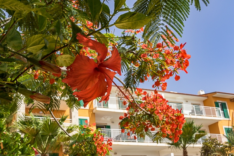 Sal Municipality, Sal Municipality, 4111, 2 Bedrooms Bedrooms, ,1 BathroomBathrooms,Flats / Apartments,For Sale,VVR-0040