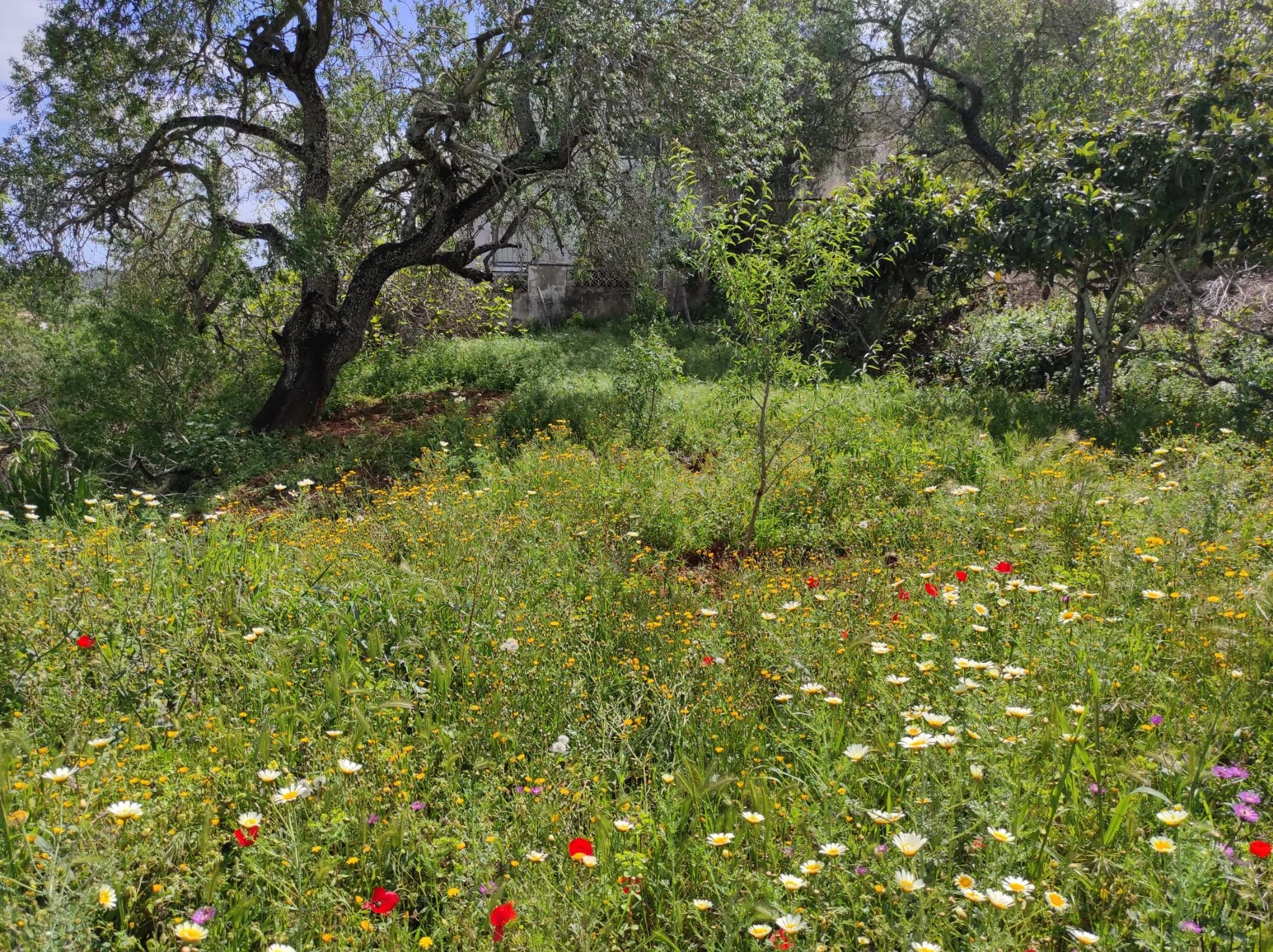 Land, For Sale Land, For Sale