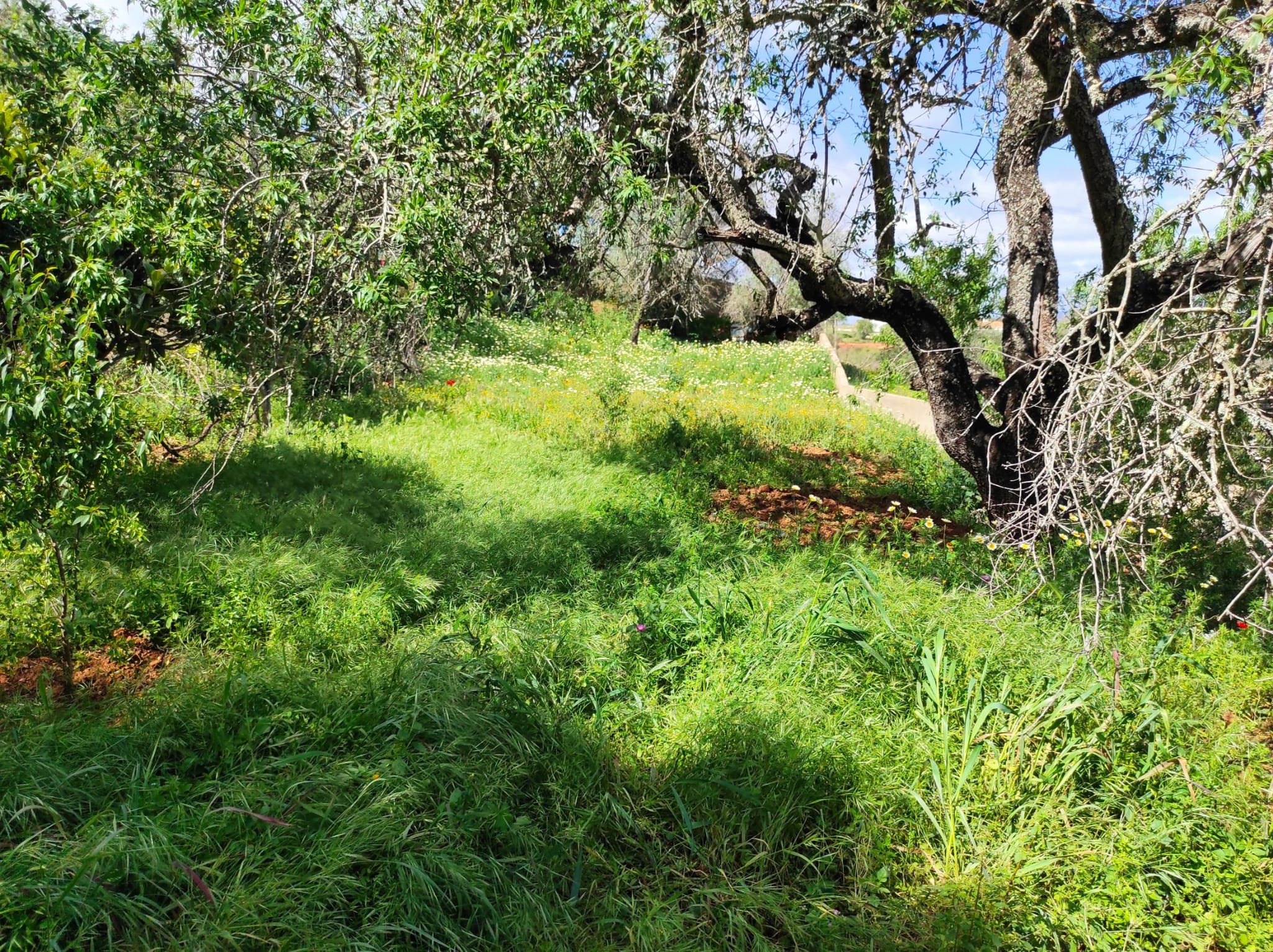 Land, For Sale Land, For Sale