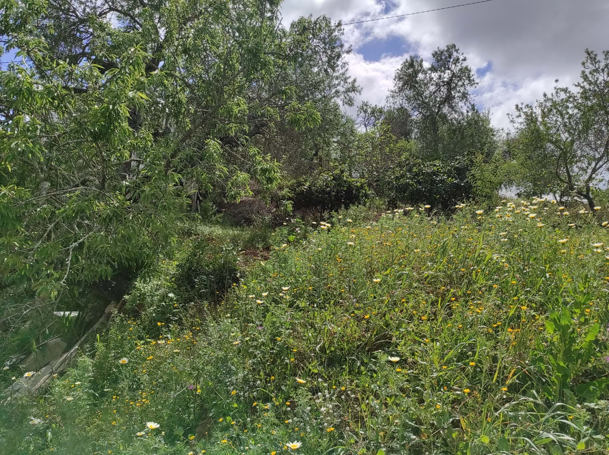 Land, For Sale Land, For Sale