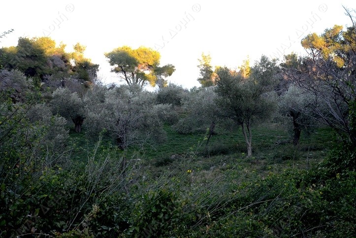 HouseFor Sale, Main town - Chora, Alonnisos, Sporades