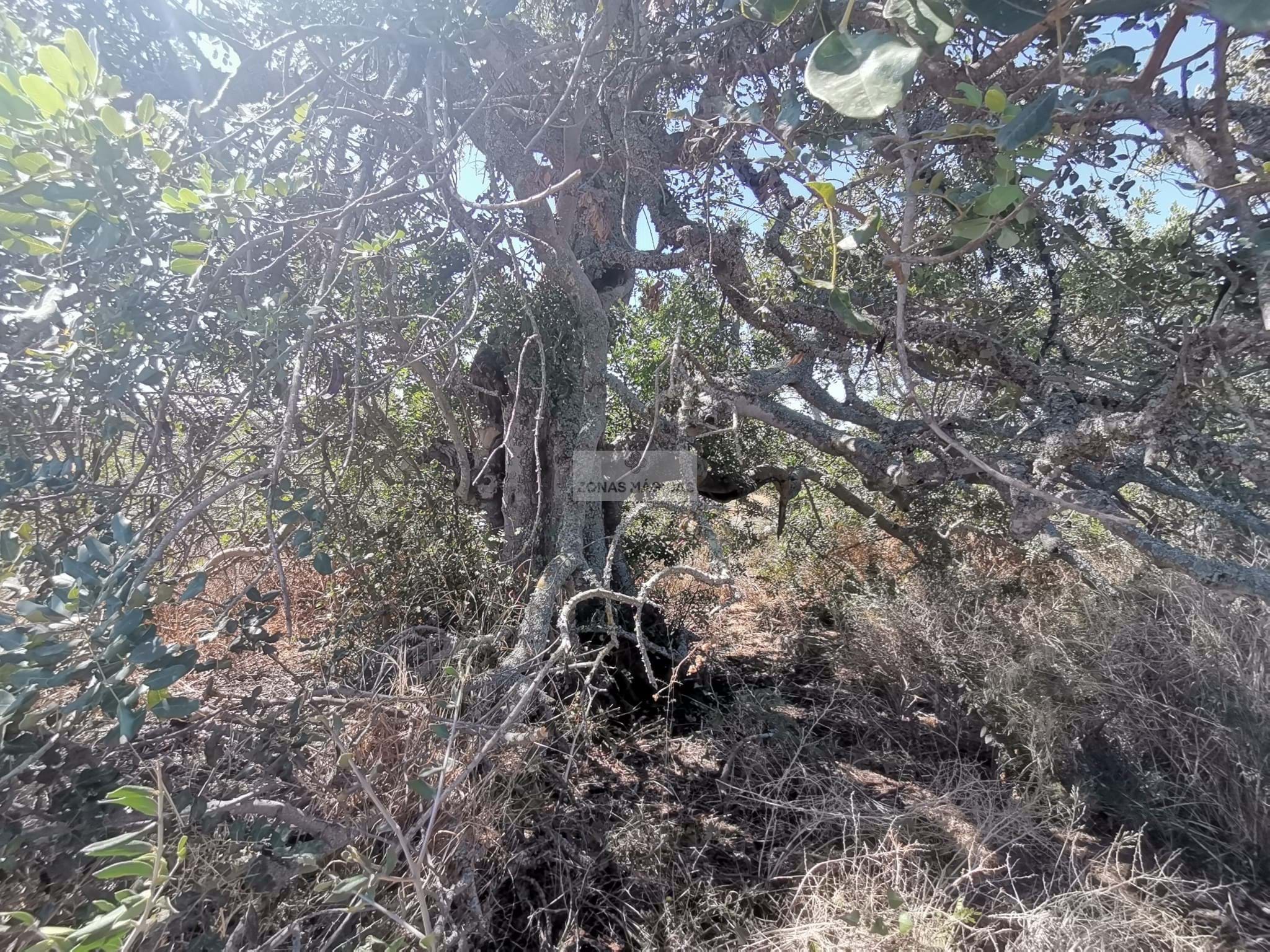 Land, For Sale Land, For Sale