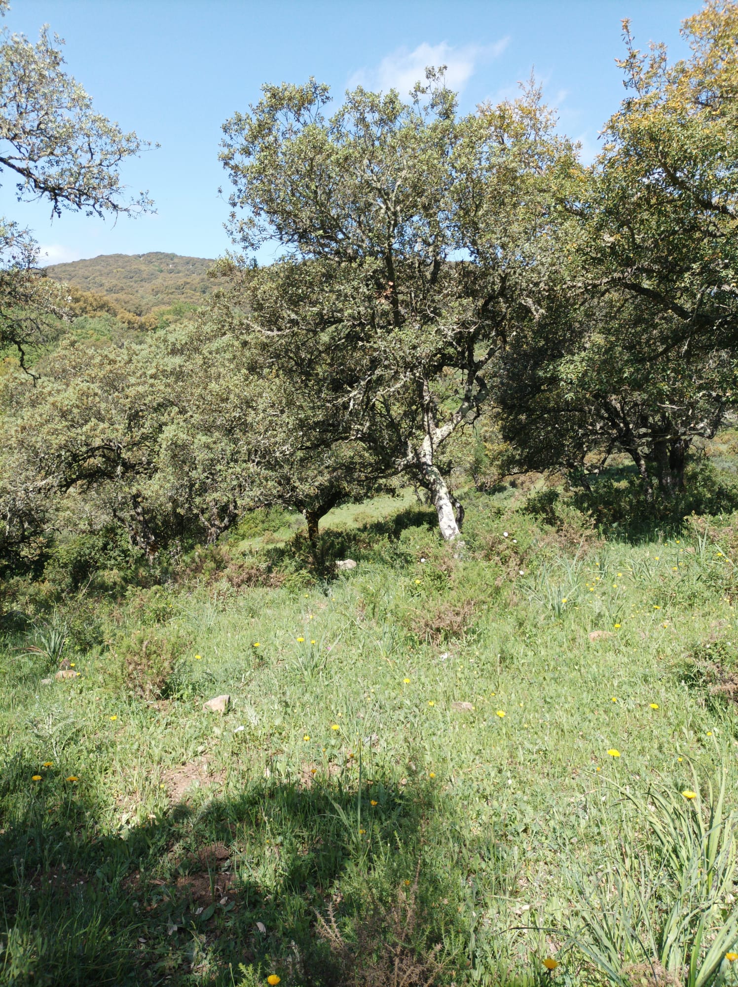 3 Bed, 1 Bath, HouseFor Sale, Cortes de La Frontera, Malaga, 29380