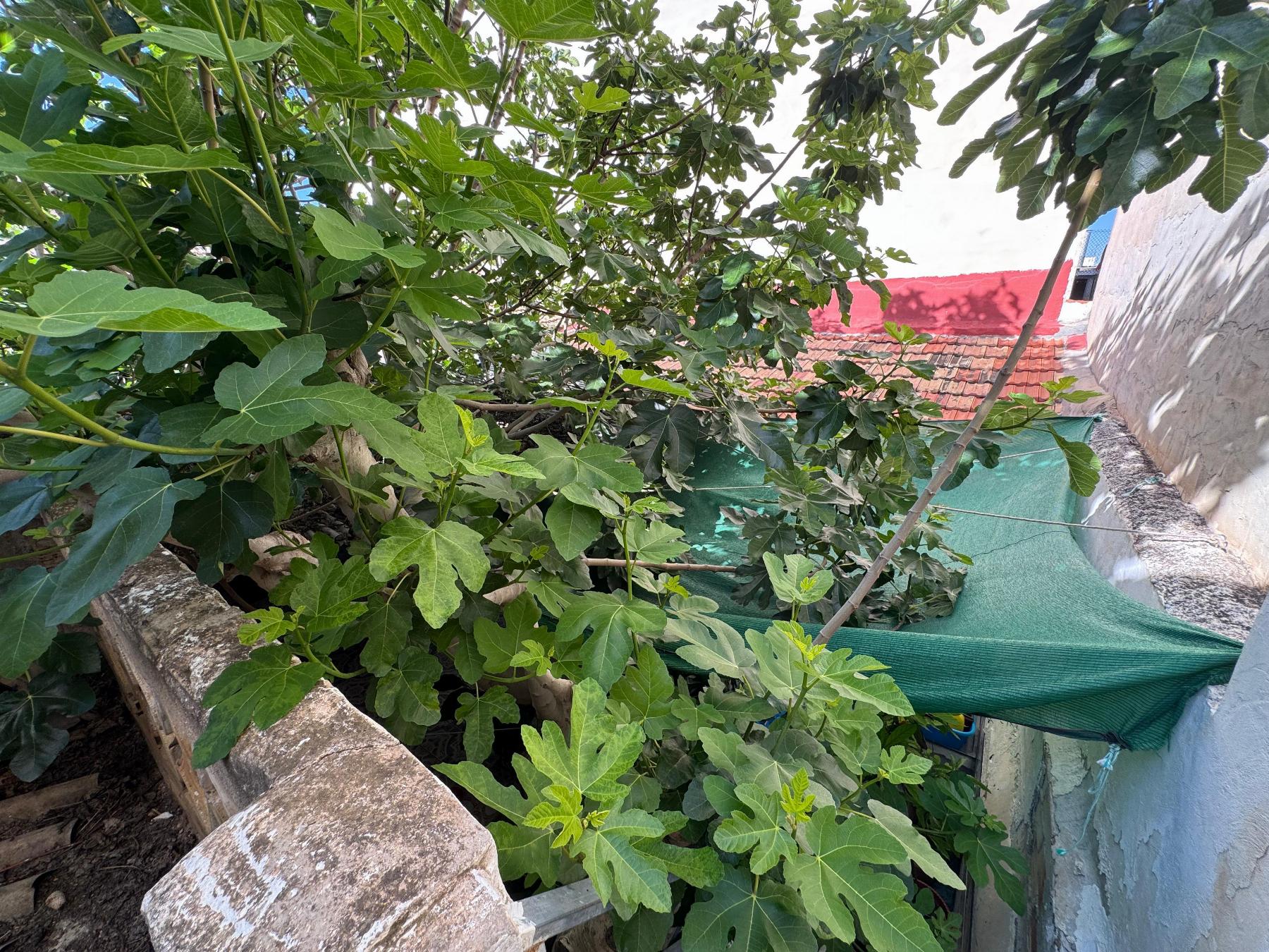 3 Bed, 1 Bath, ApartmentFor Sale, Benejuzar, Alicante