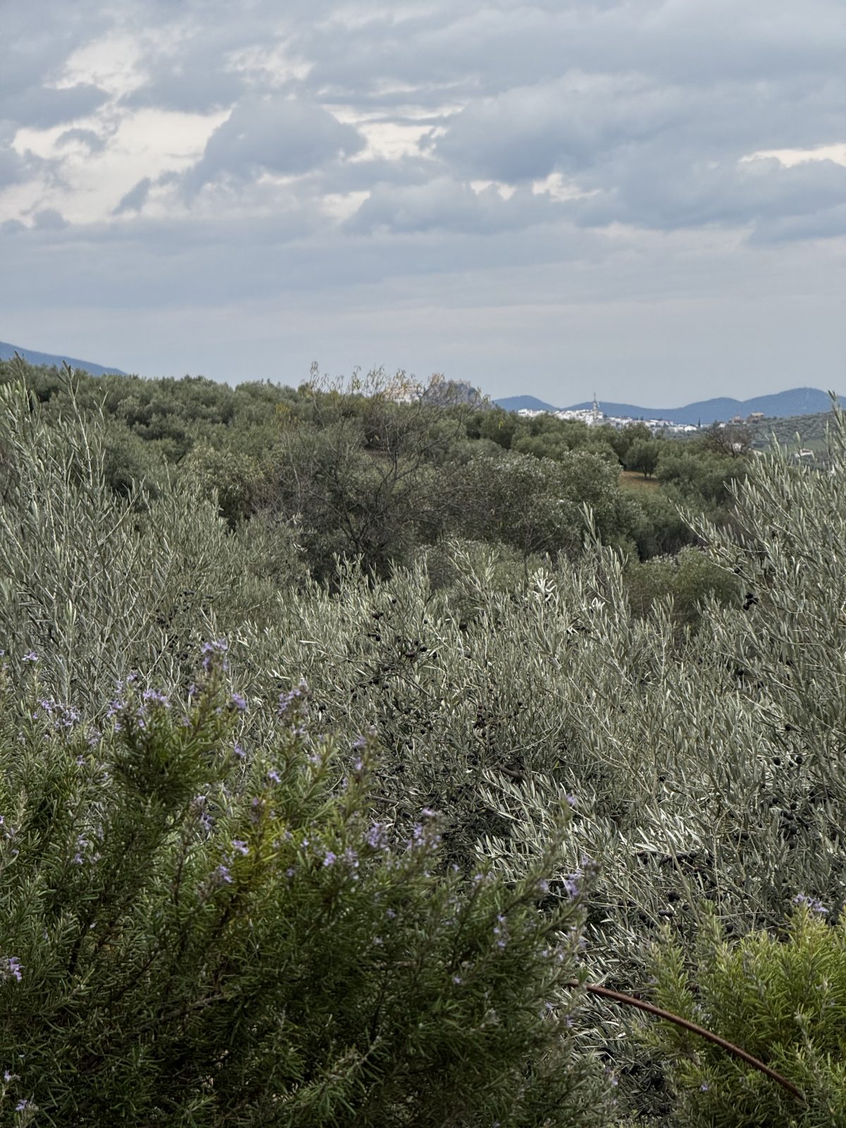 4 Bed, 2 Bath, HouseFor Sale, Olvera, Andalucia