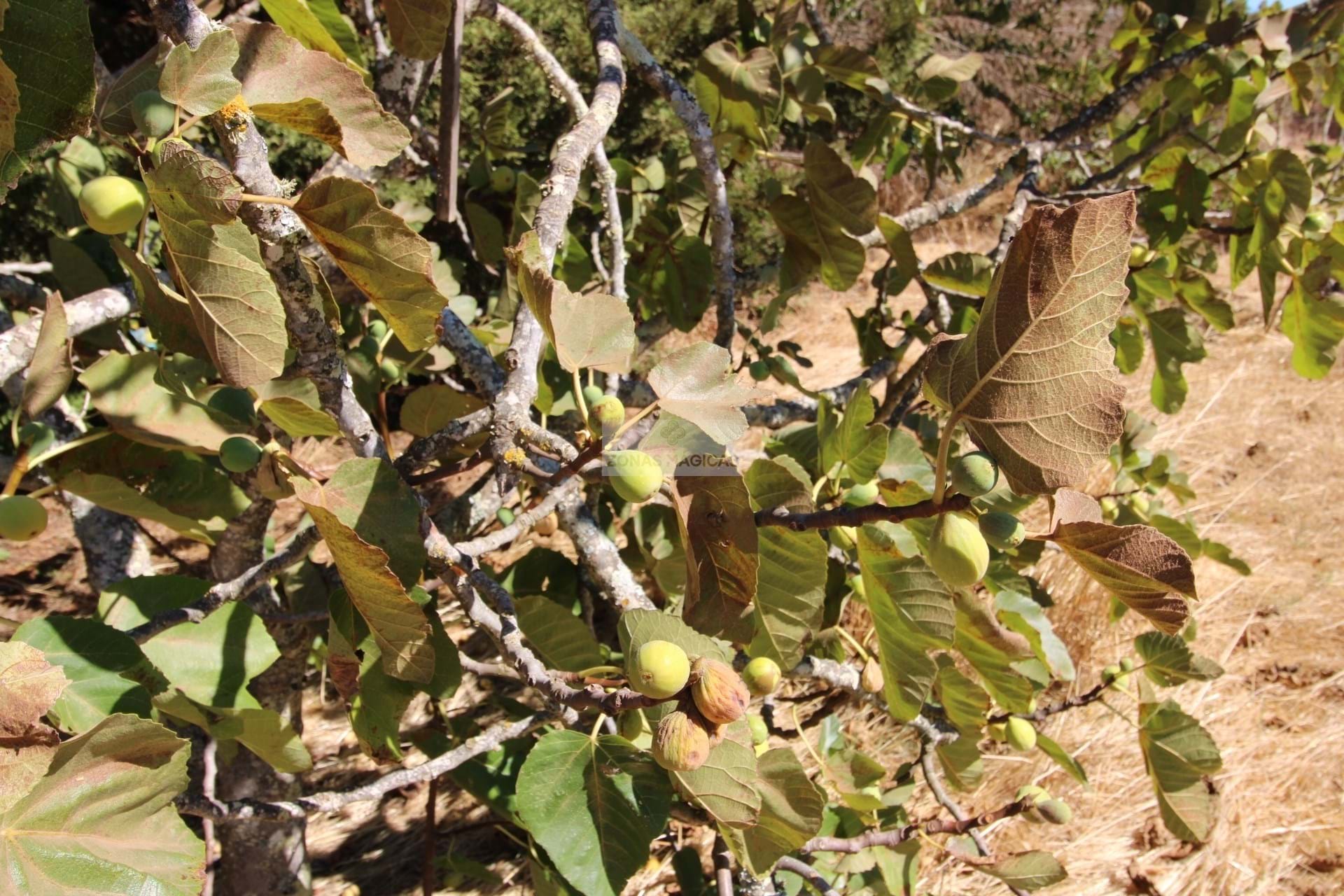 1 Bed, 1 Bath, HouseFor Sale, Lagos, Faro, 860-069