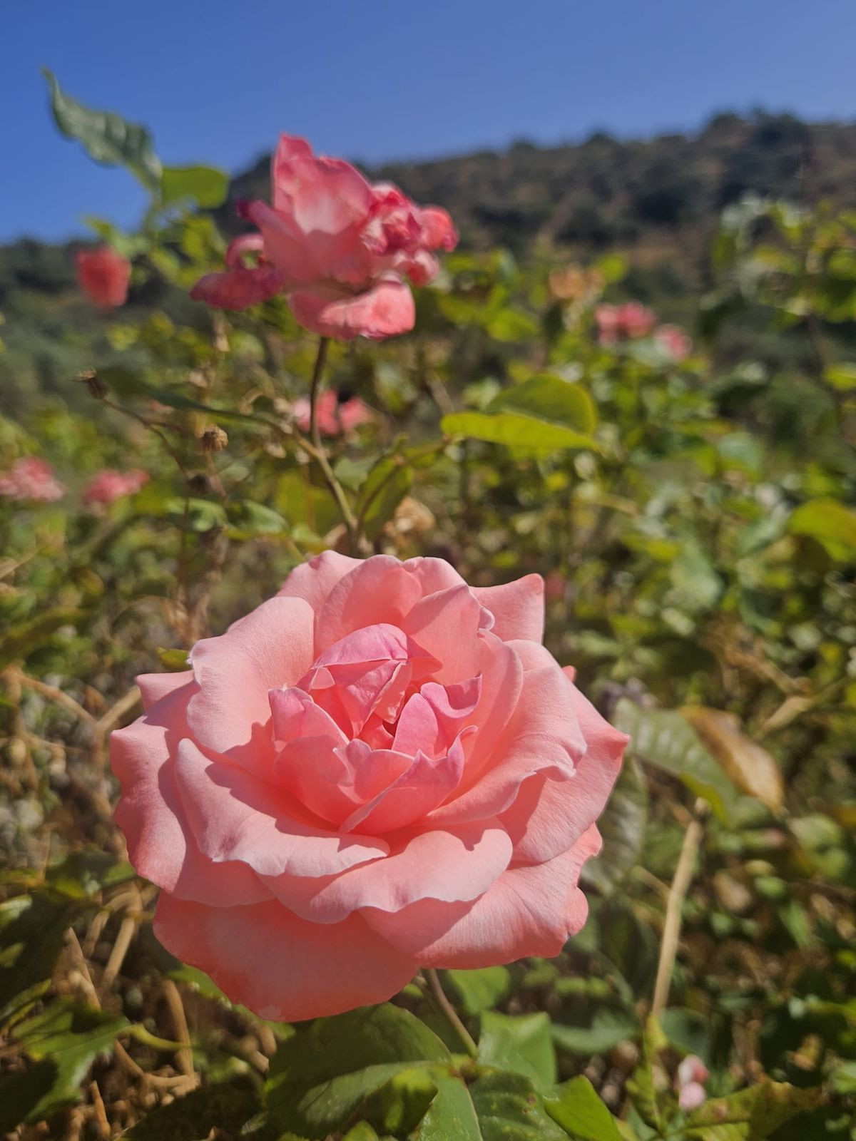 2 Bed, 1 Bath, HouseFor Sale, Monda, Malaga