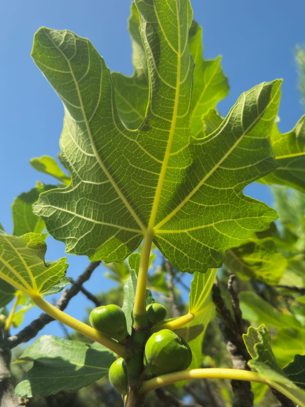 2 Bed, 1 Bath, HouseFor Sale, Monda, Malaga