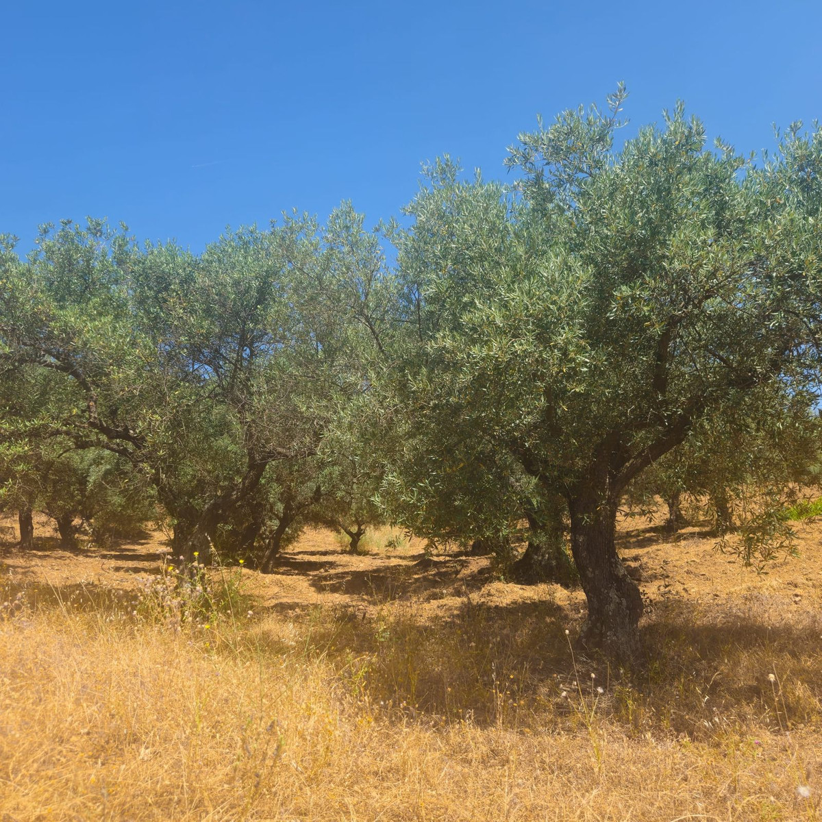 2 Bed, 1 Bath, HouseFor Sale, Monda, Malaga