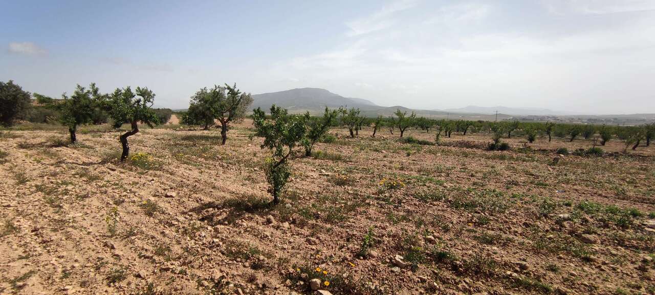 HouseFor Sale, Pinoso, Alicante