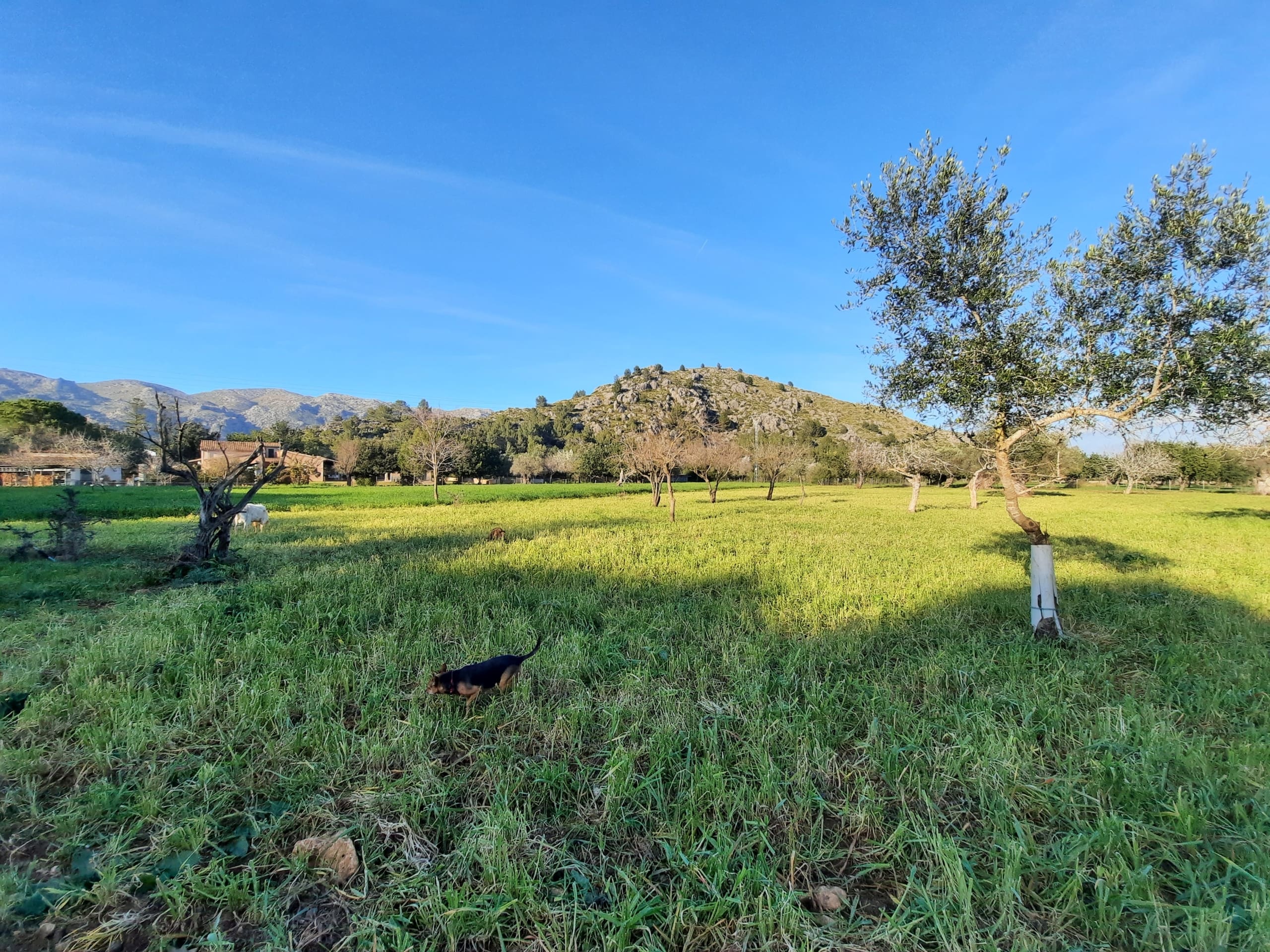 4 Bed, 1 Bath, HouseFor Sale, Pollensa, Baleares