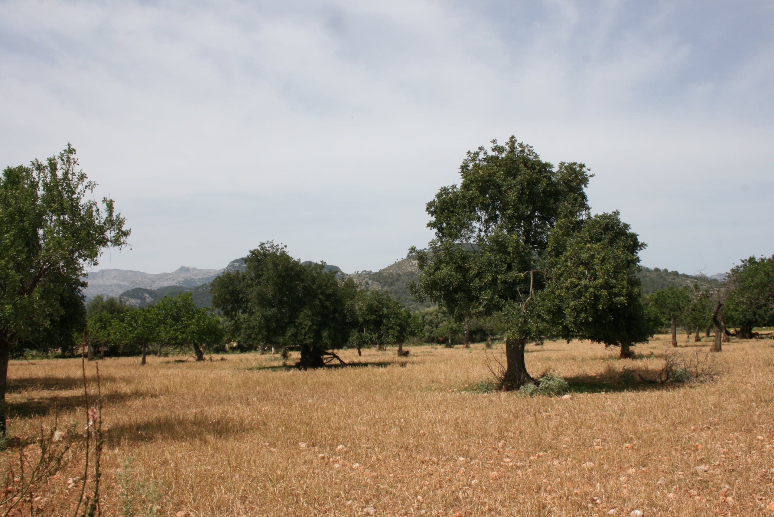 HouseFor Sale, Lloseta, Baleares