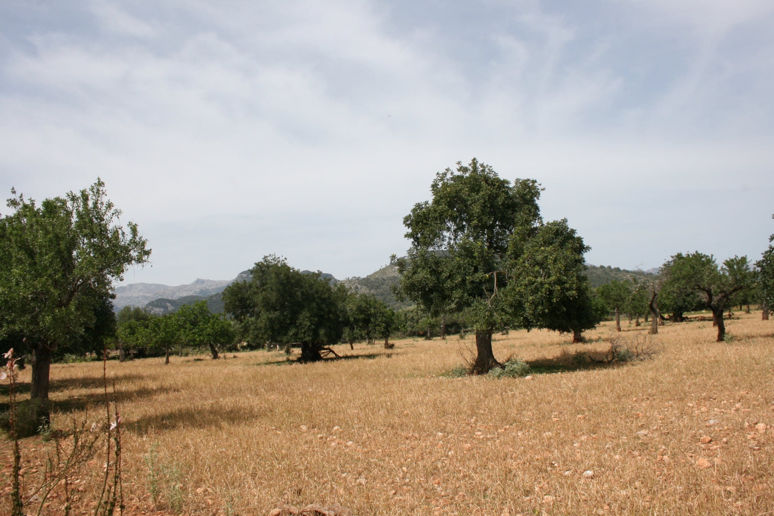 HouseFor Sale, Lloseta, Baleares