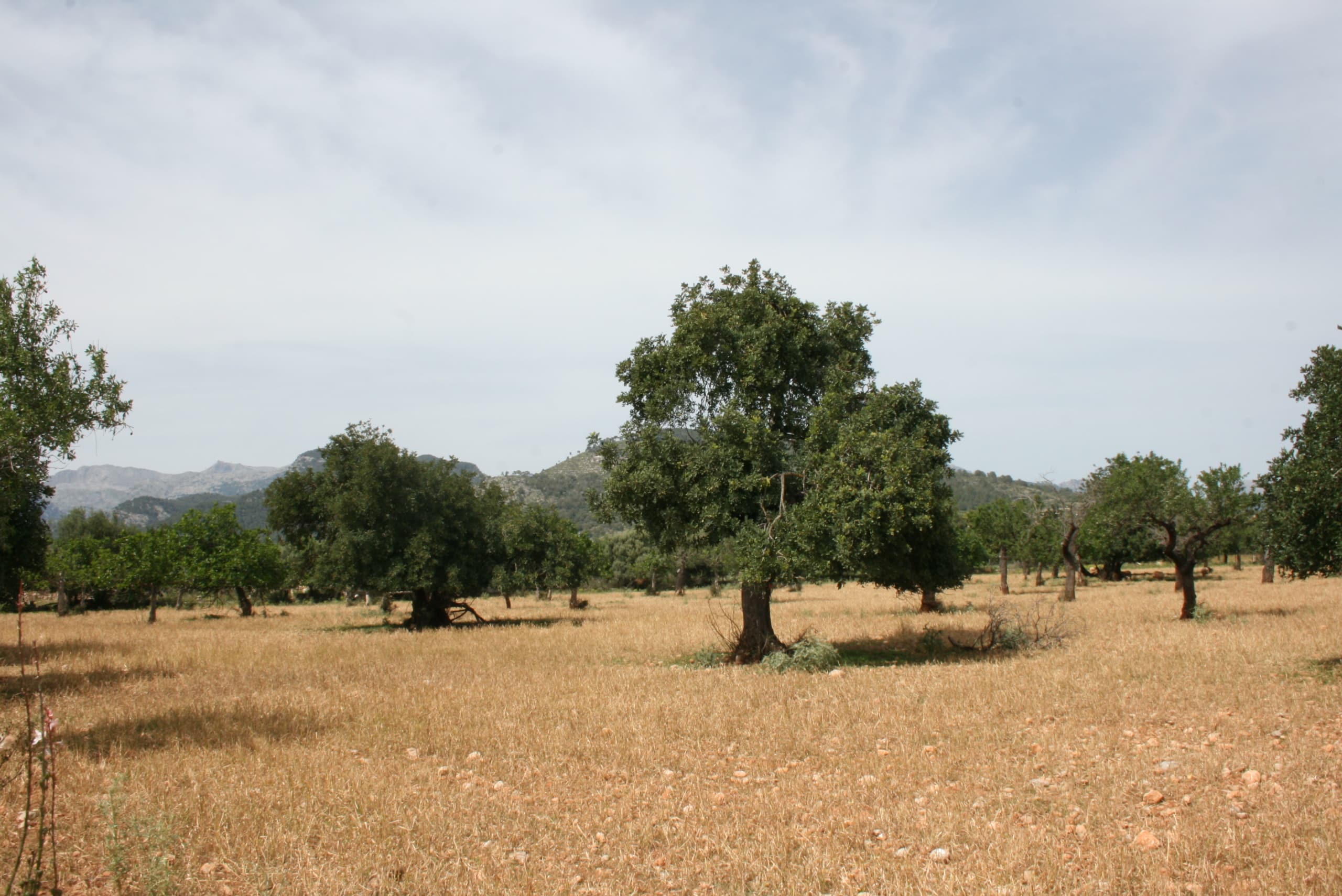 HouseFor Sale, Lloseta, Baleares