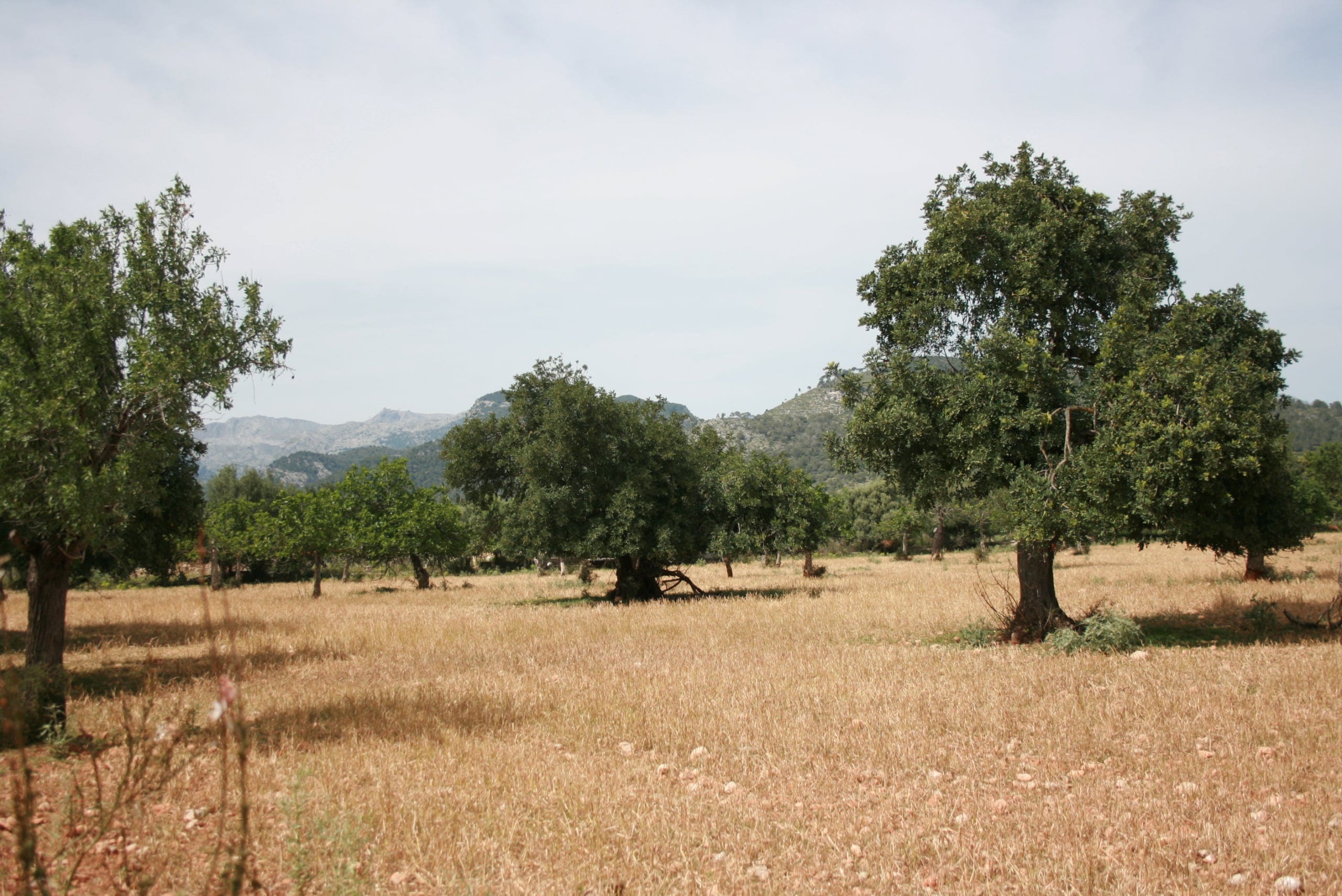 HouseFor Sale, Lloseta, Baleares