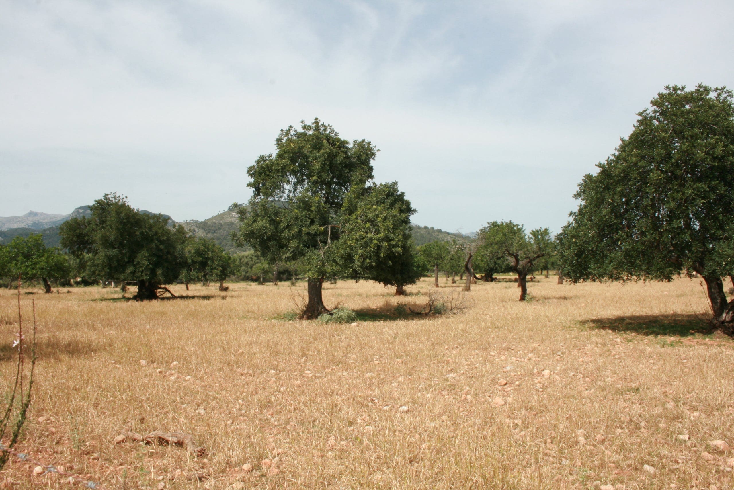 HouseFor Sale, Lloseta, Baleares