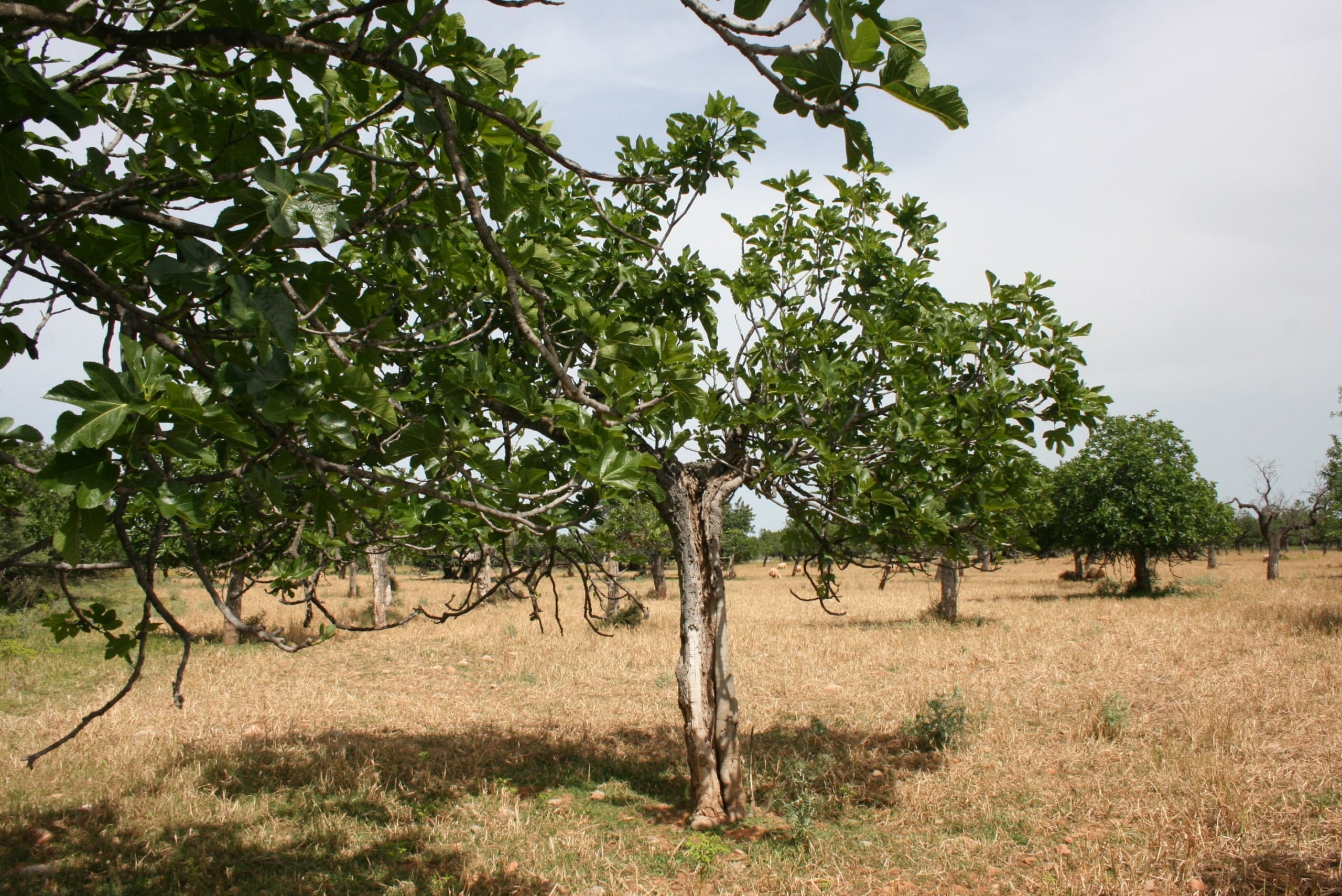 HouseFor Sale, Lloseta, Baleares