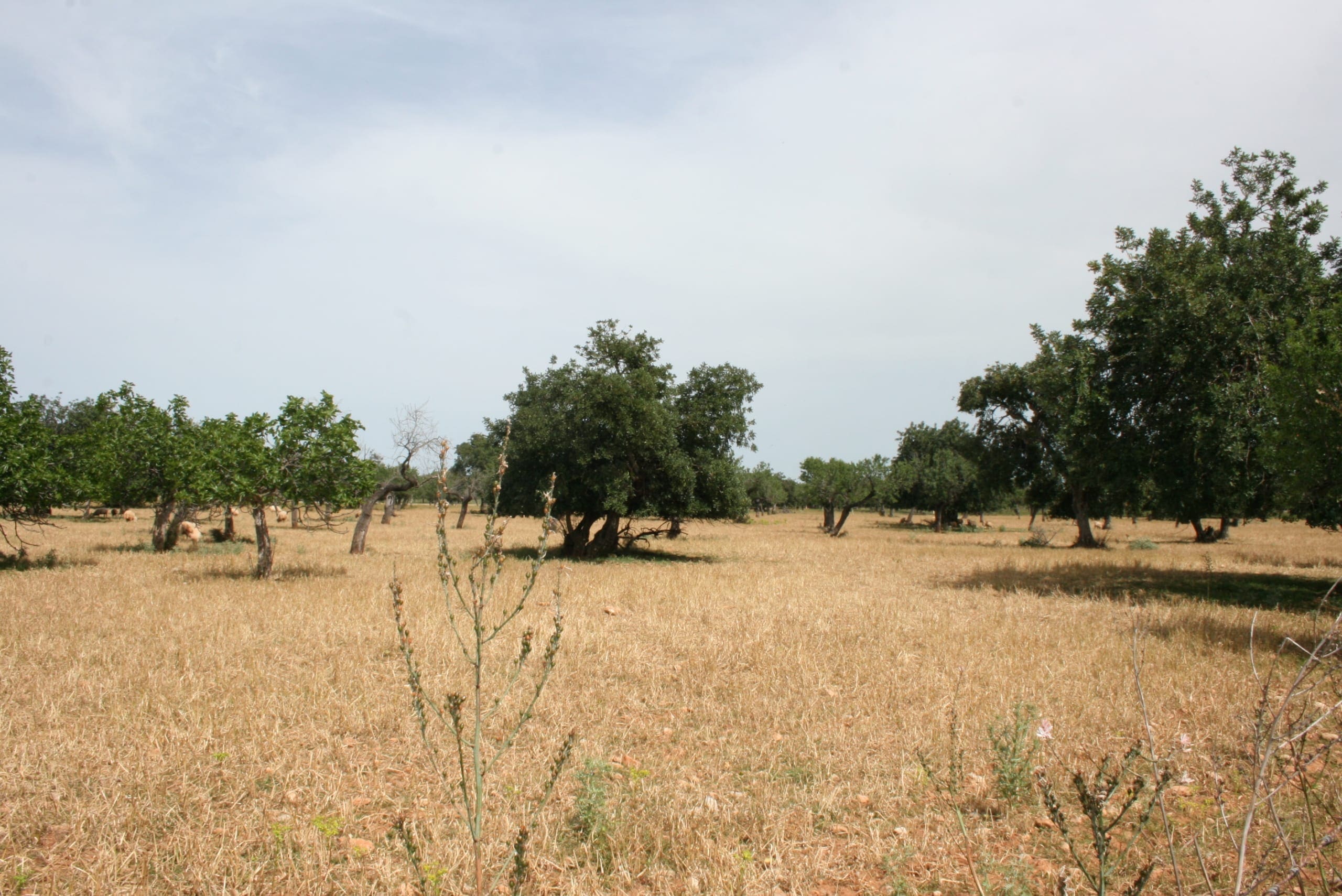 HouseFor Sale, Lloseta, Baleares