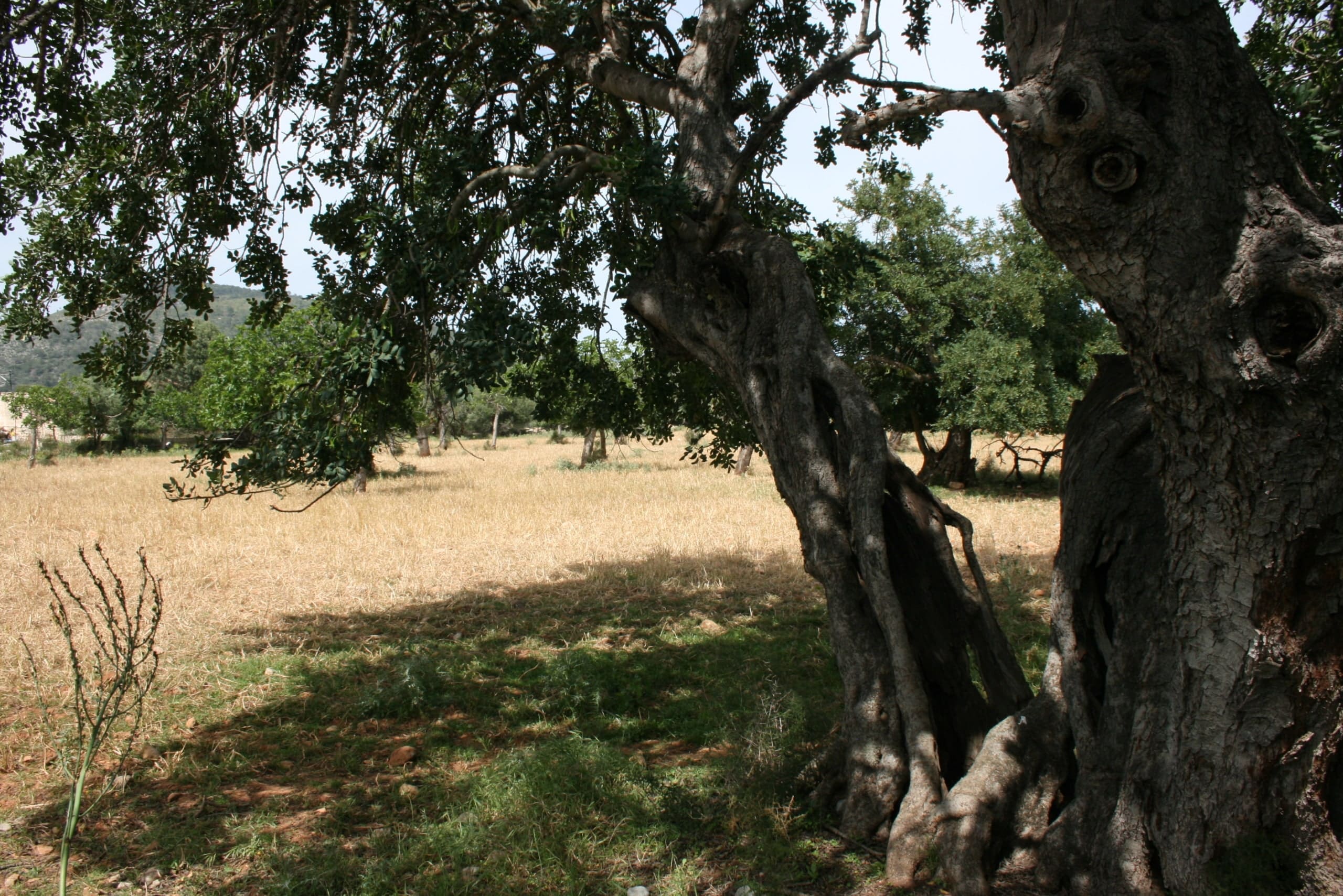 HouseFor Sale, Lloseta, Baleares