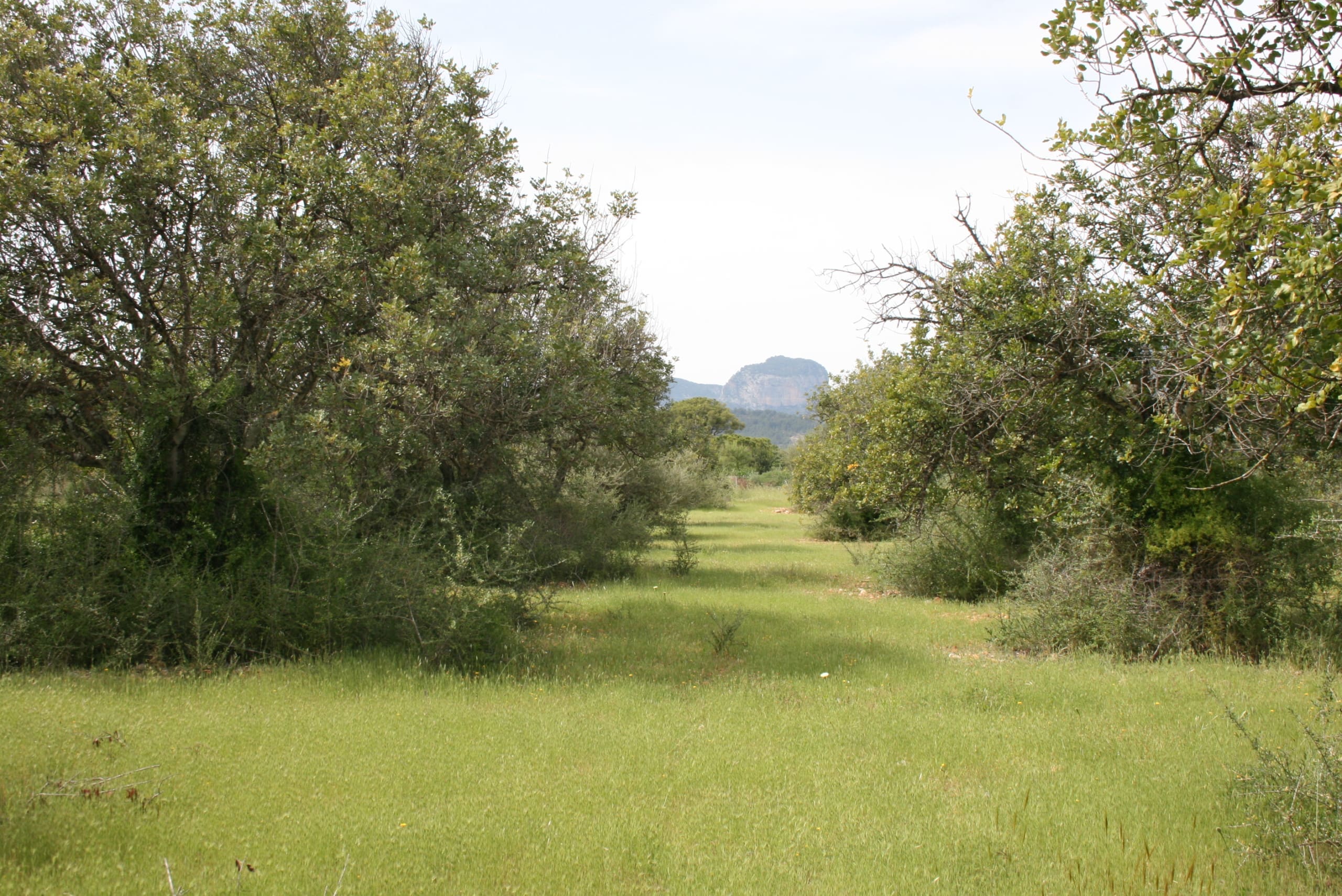 HouseFor Sale, Binissalem, Baleares