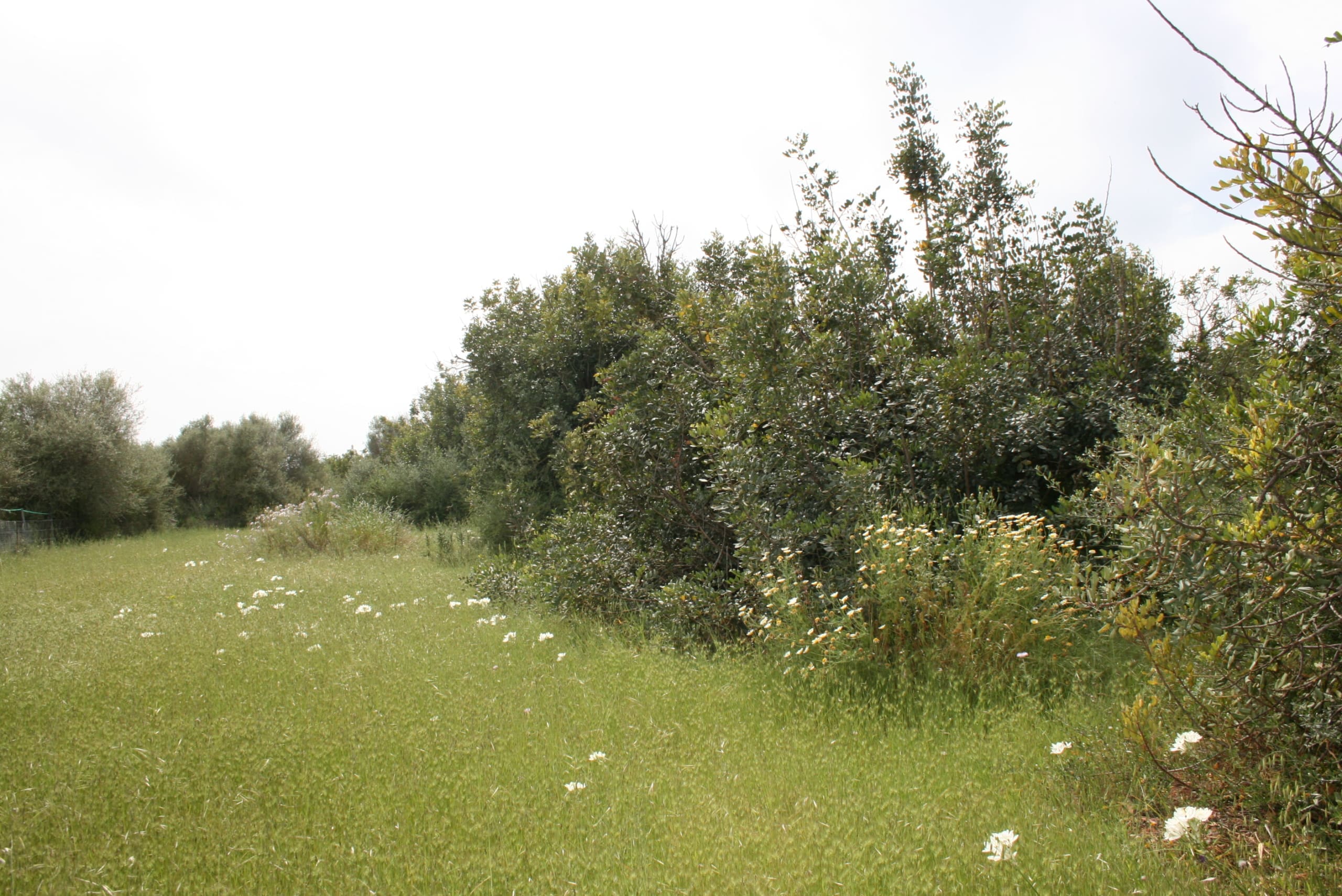 HouseFor Sale, Binissalem, Baleares