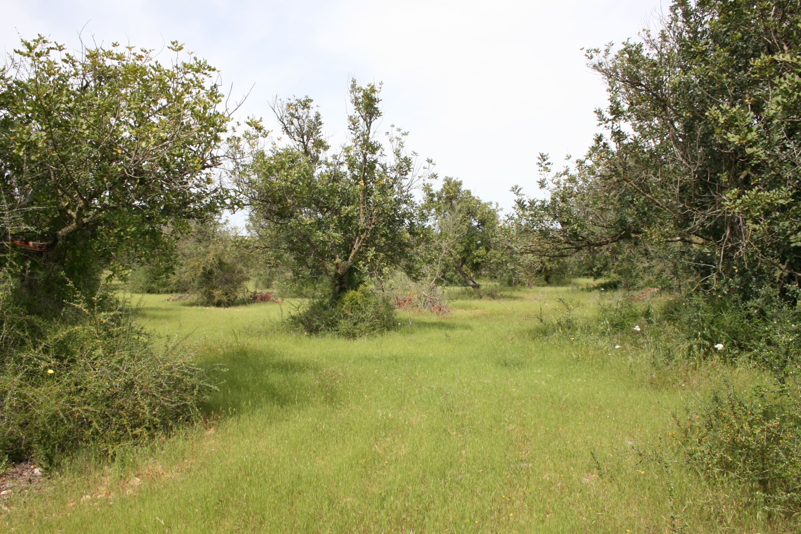 HouseFor Sale, Binissalem, Baleares